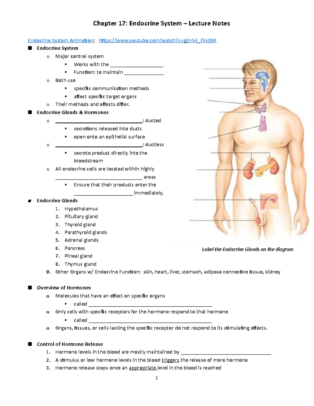 Lecture Notes Endocrine System - Endocrine Glands & Hormones o - Studocu