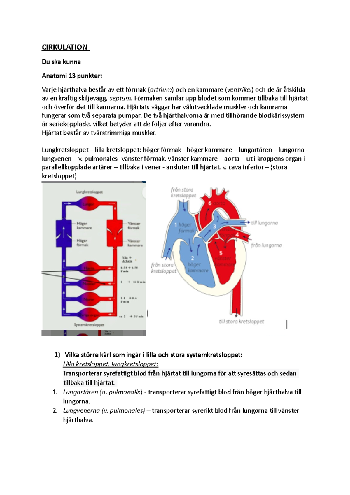 Cirkulation - Målbeskrivning - CIRKULATION Du Ska Kunna Anatomi 13 ...