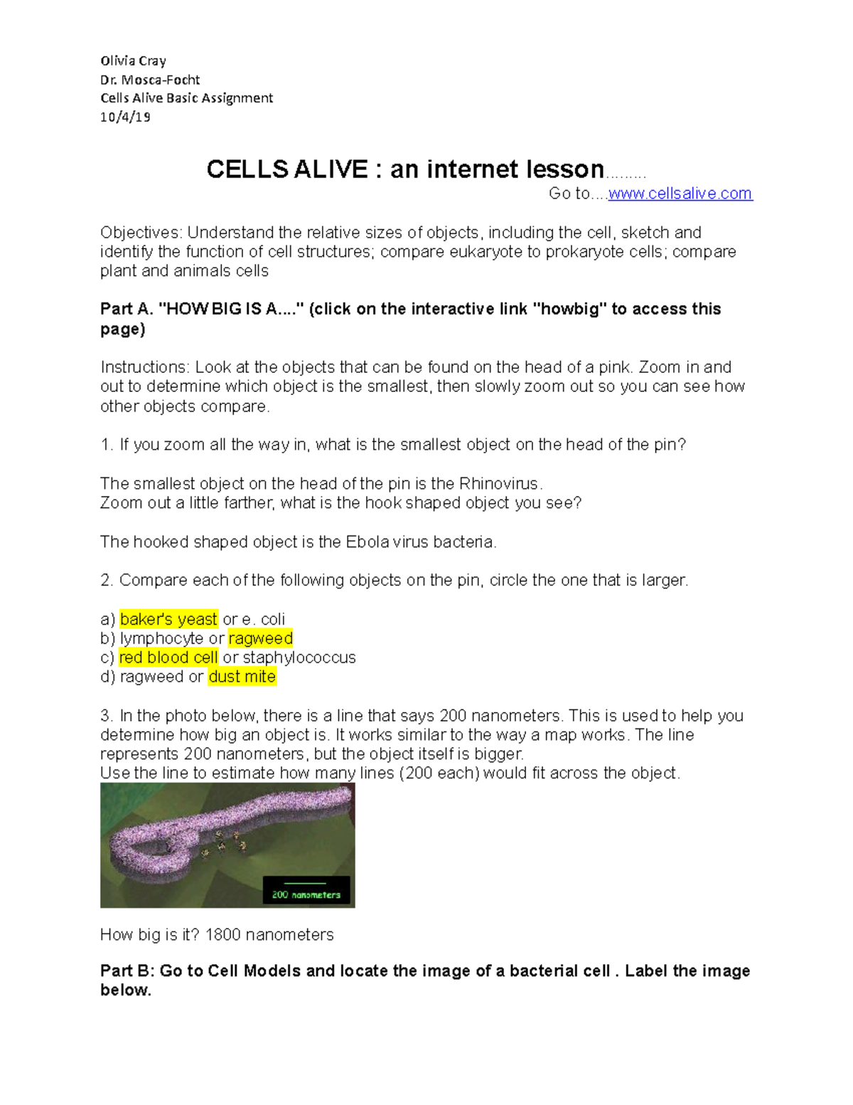 36-cells-alive-bacterial-cell-worksheet-answer-key-support-worksheet