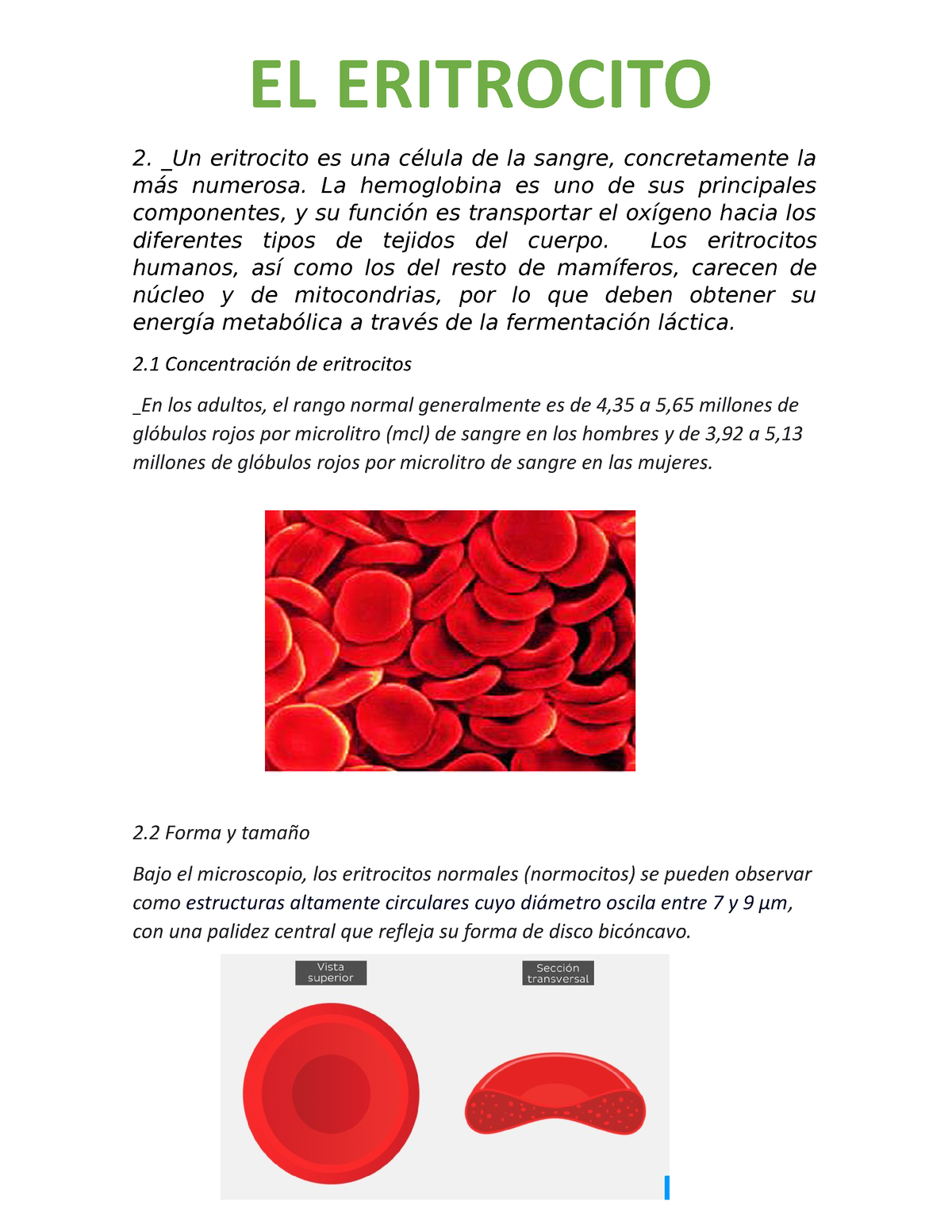 Eritrocitos ERIK - _Un eritrocito es una célula de la sangre, concretamente  la más numerosa. La - Studocu