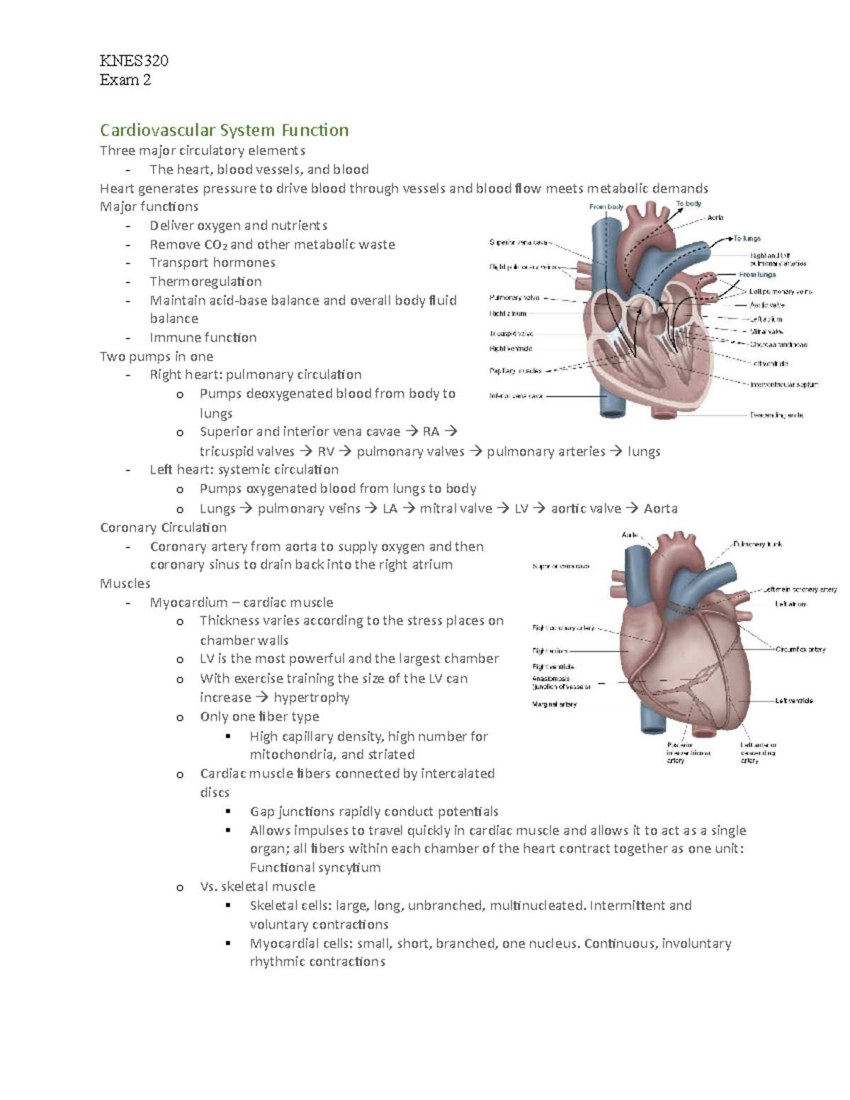 KNES exam 2 - Exam 2 study guide - KNES Exam 2 Cardiovascular System ...