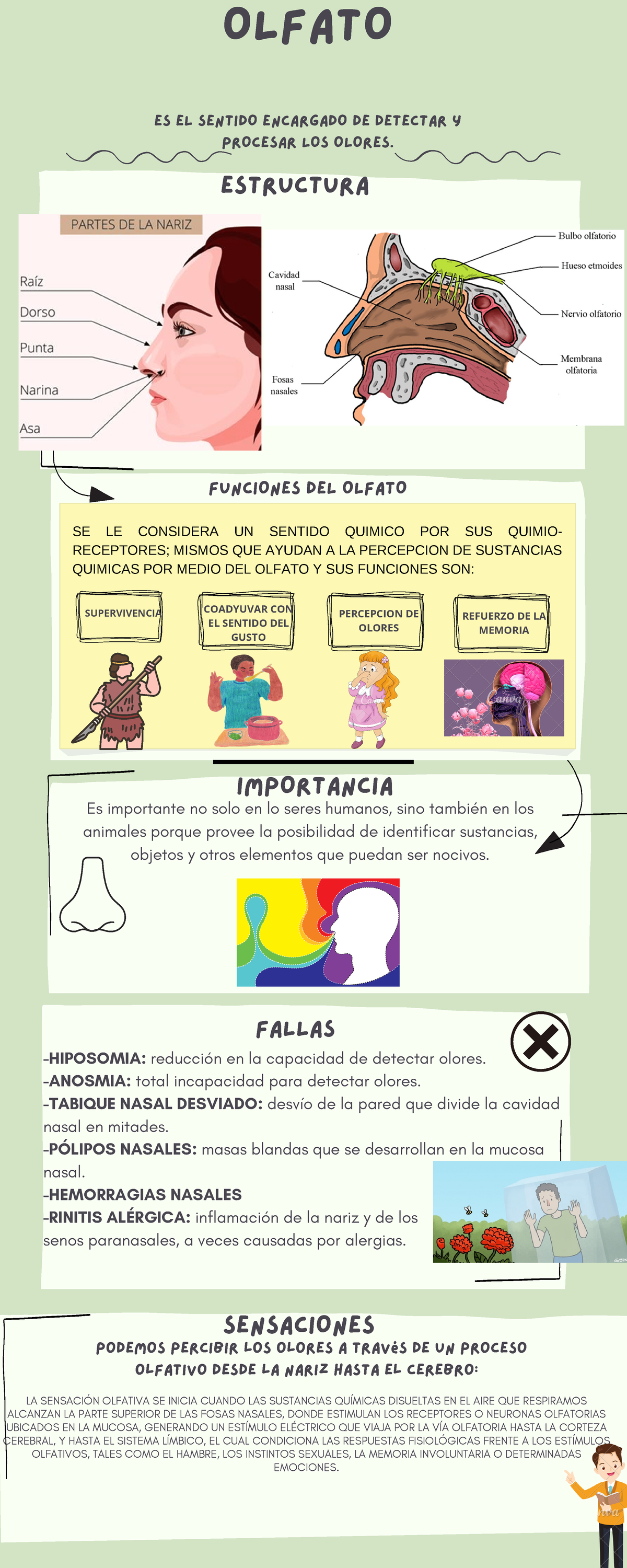 Infografía Olfato Es El Sentido Encargado De Detectar Y Procesar Los Olores Olfato Se Le 5009