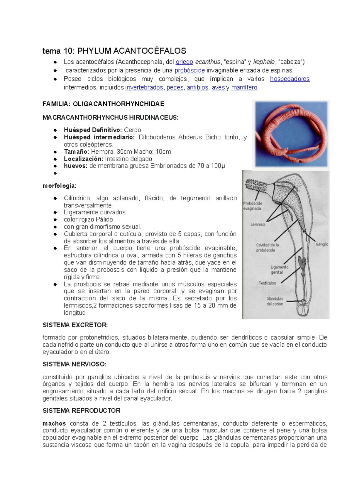 PHYLUM ACANTOCÉFALOS - tema 10: PHYLUM ACANTOCÉFALOS Los acantocéfalos ...