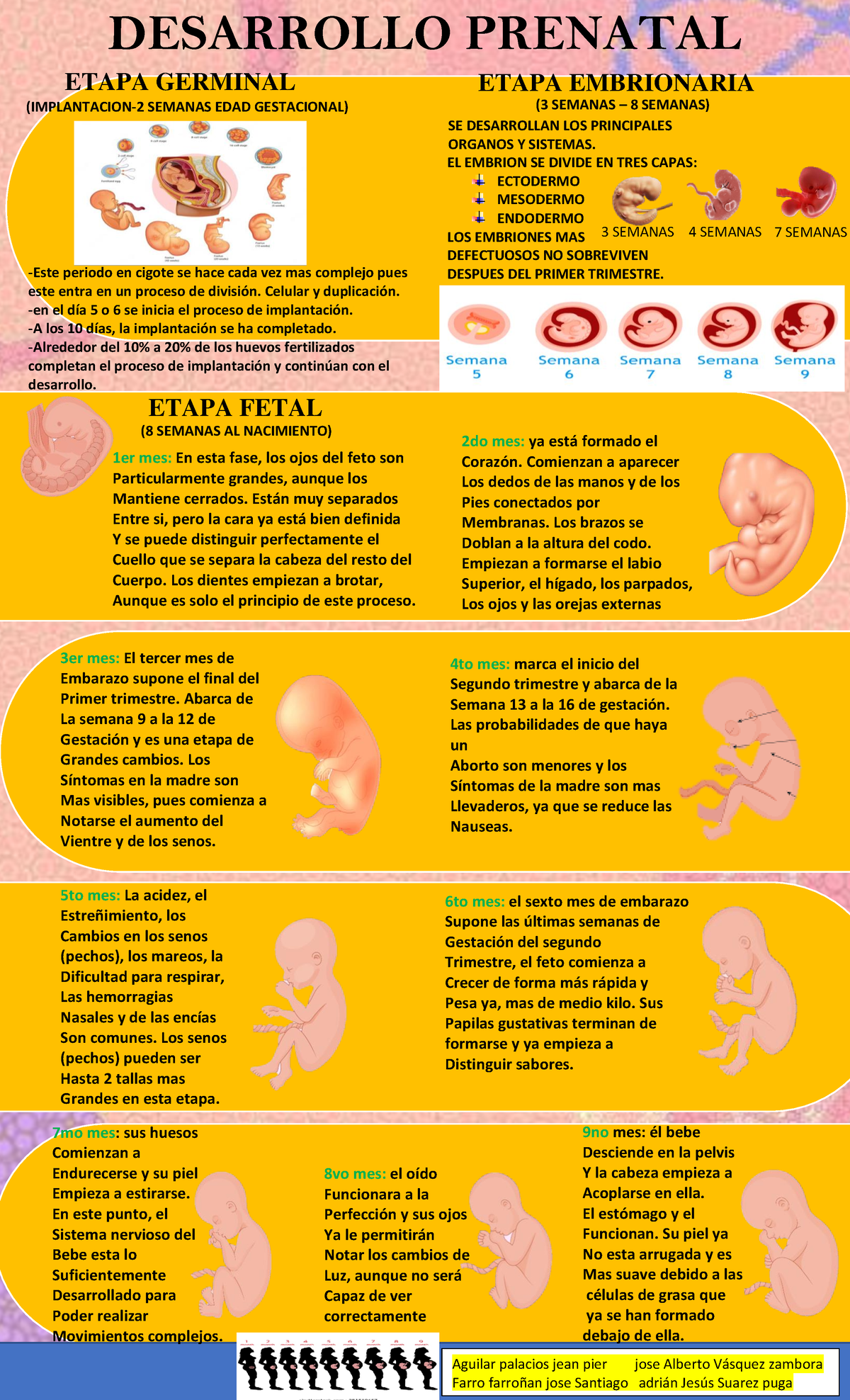 Infografia De Desarrollo Prenatal Desarrollo Prenatal Implantacion 2 Semanas Edad Gestacional