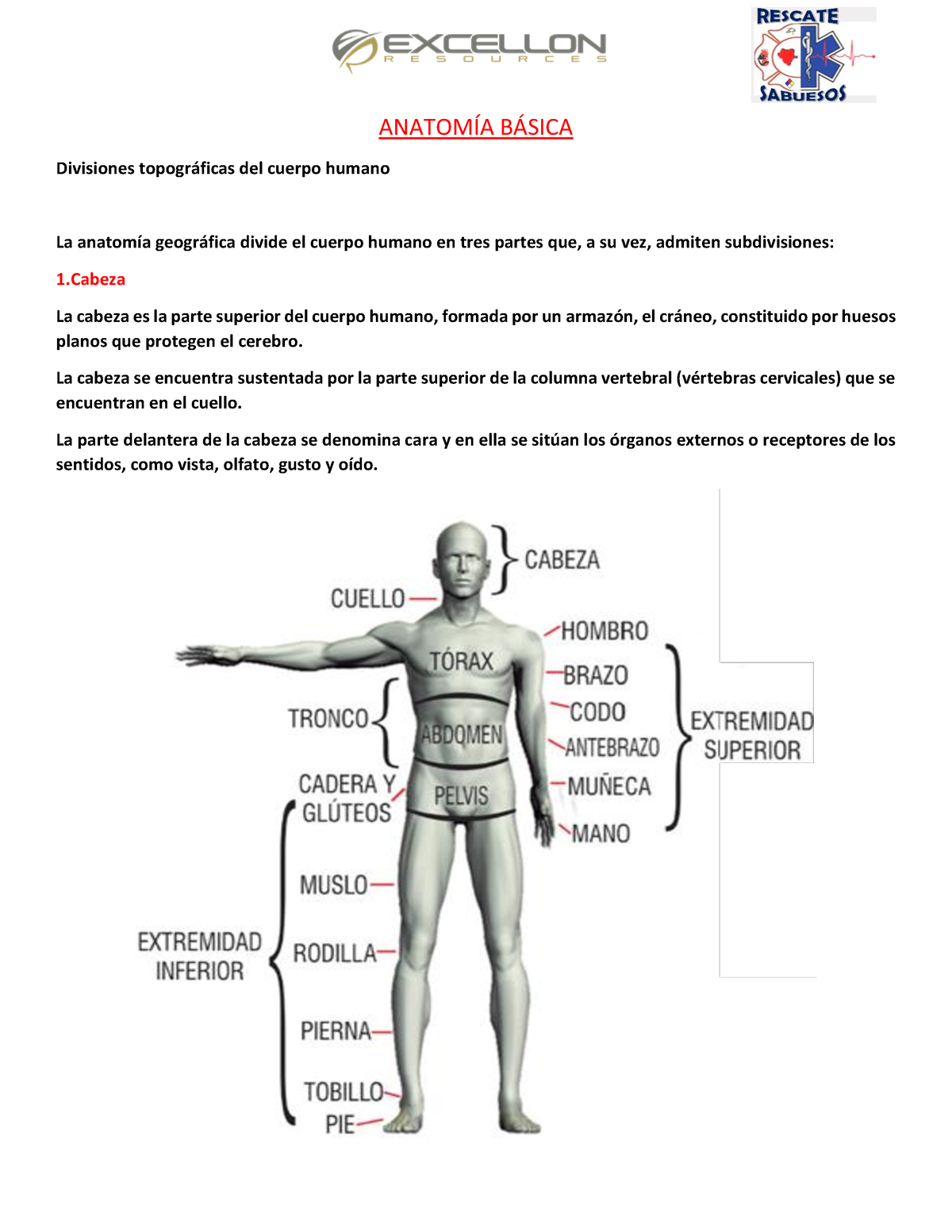 Anatom A B Sica Anat Mia B Sica Anatom A B Sica Divisiones Topogr Ficas Del Cuerpo Humano La