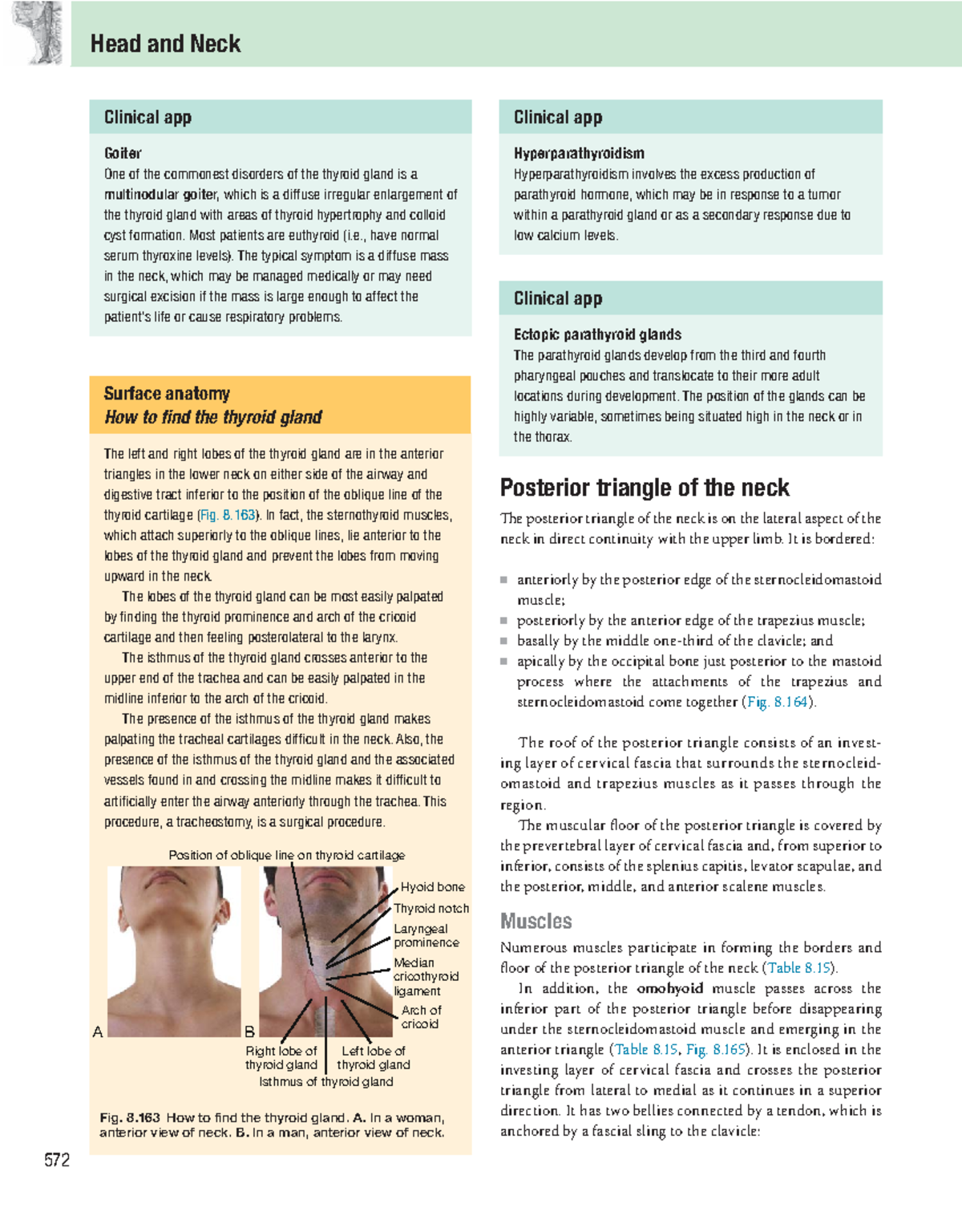 How to find the thyroid gland - 572 Head and Neck Posterior triangle of ...