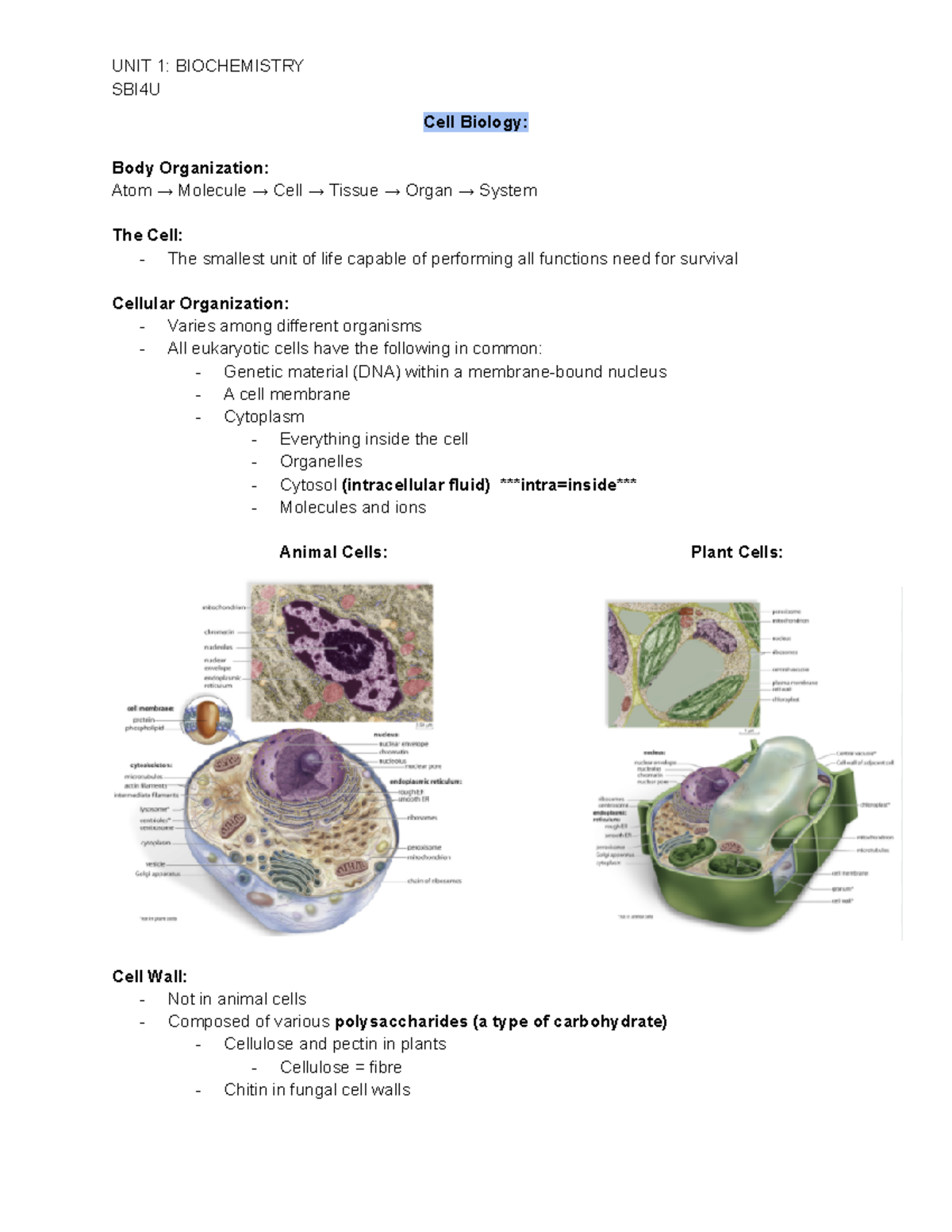 Unit 1 Biochemistry - Assignment 3 - SBI4U Cell Biology: Body ...