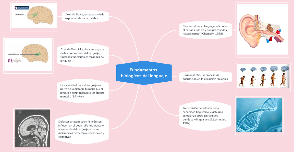 Fundamentos Biol Gicos Del Lenguaje Mapa Mental Fundamentos The Best Porn Website