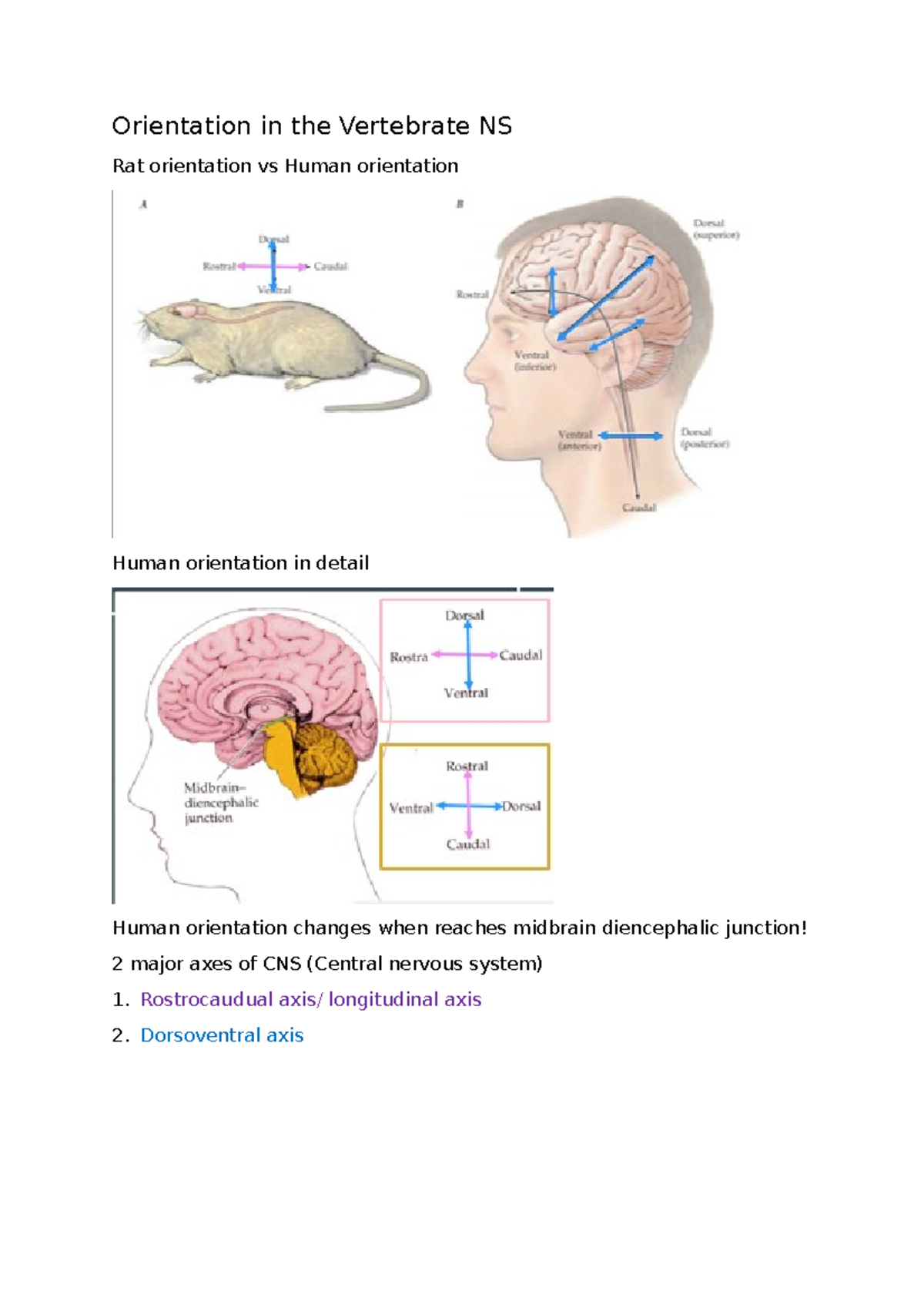 Quiz 1 Notes - asd - Orientation in the Vertebrate NS Rat orientation ...