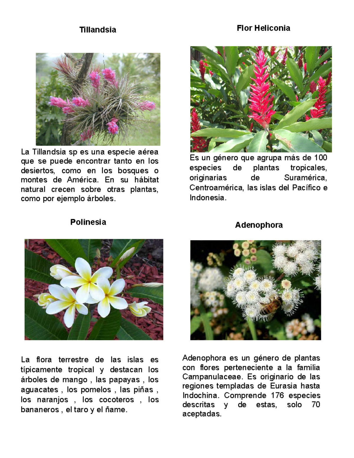 Flora Y Fauna 2EN LA REPUBLICA Tillandsia Flor Heliconia La