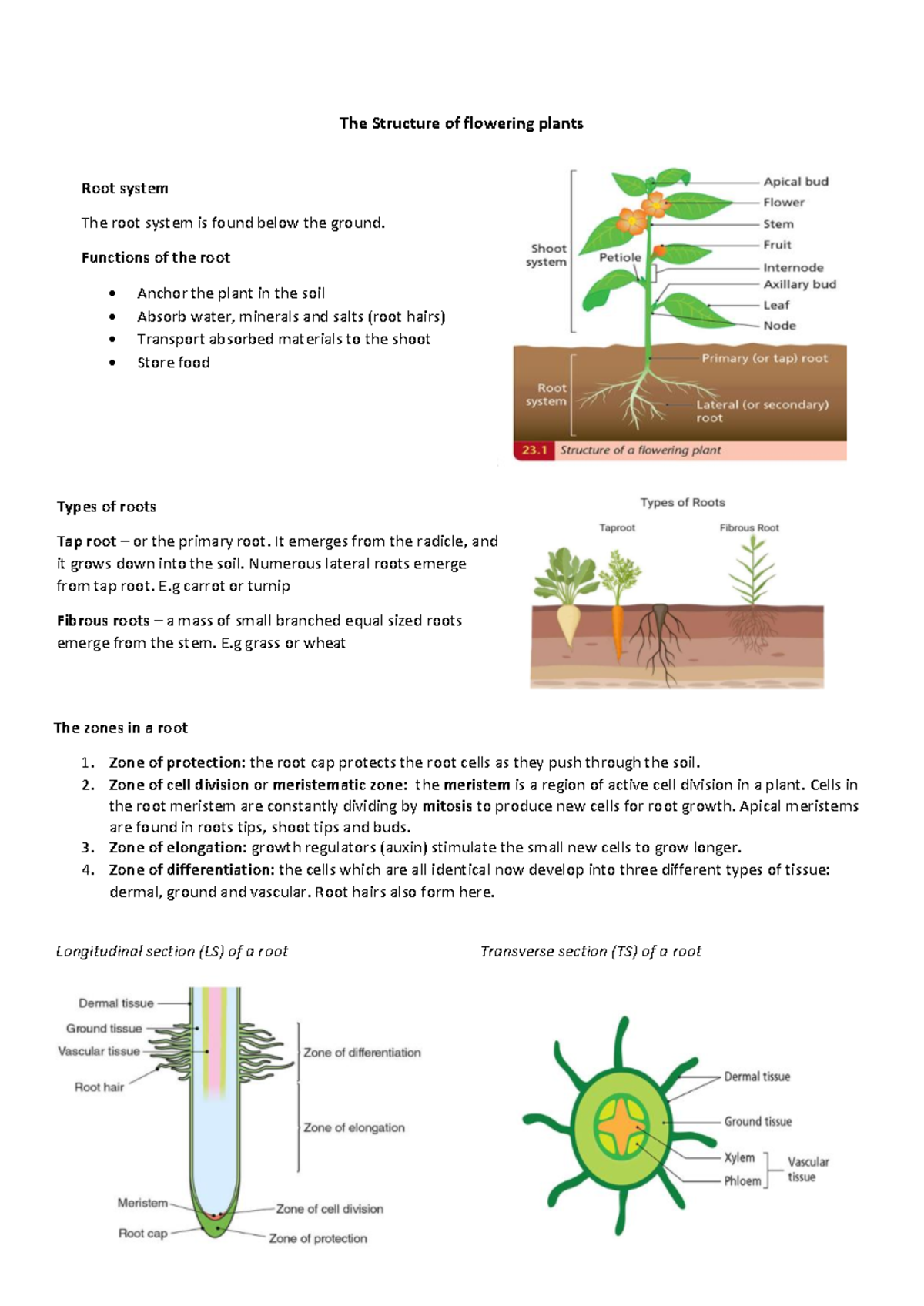 Structure of flowering plants notes - The Structure of flowering plants ...