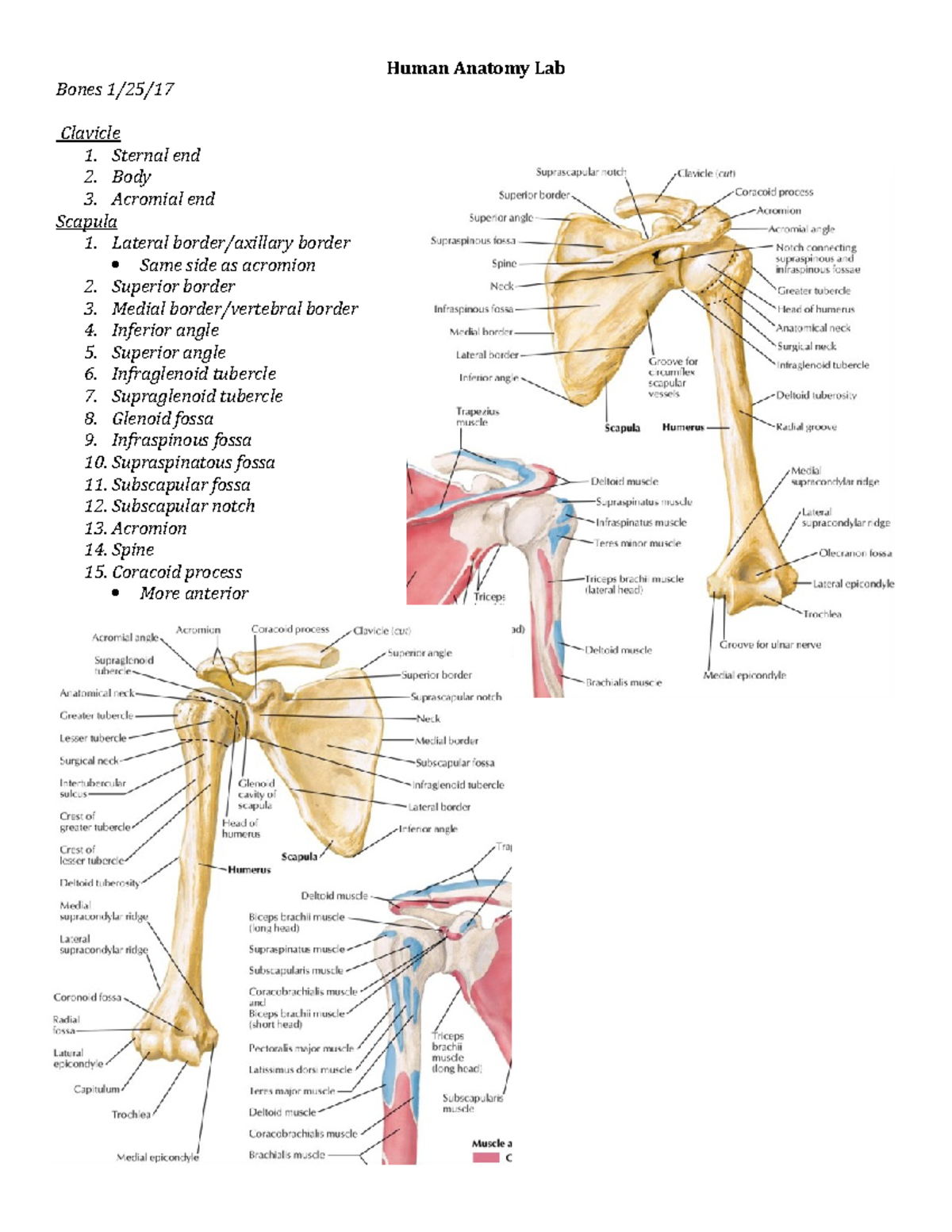 Human Anatomy Lab Bones - Sternal end 2. Body 3. Acromial end Scapula 1 ...