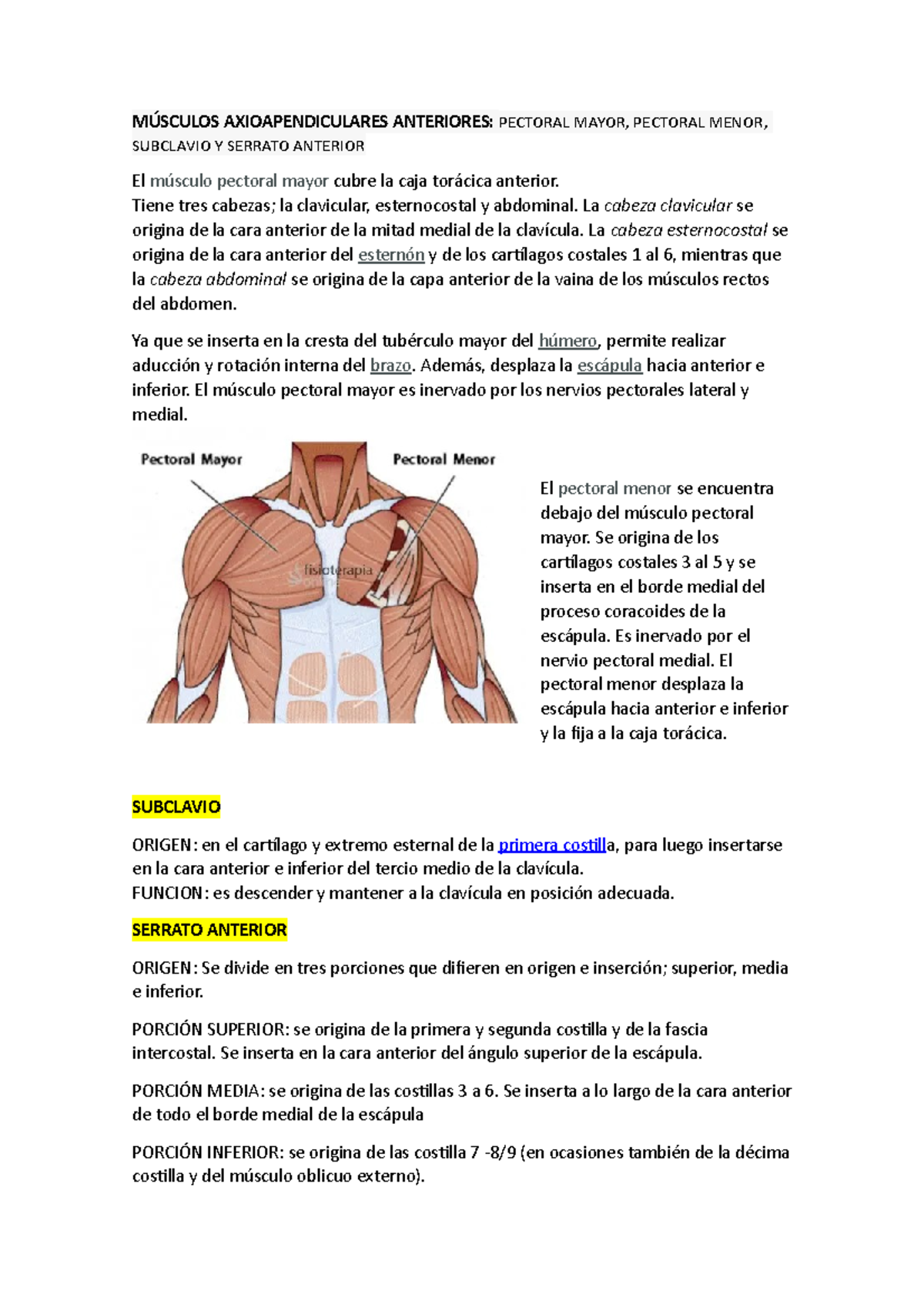 M Miembro SUP - Apuntes De Anato Para Estudiar - MÚSCULOS ...