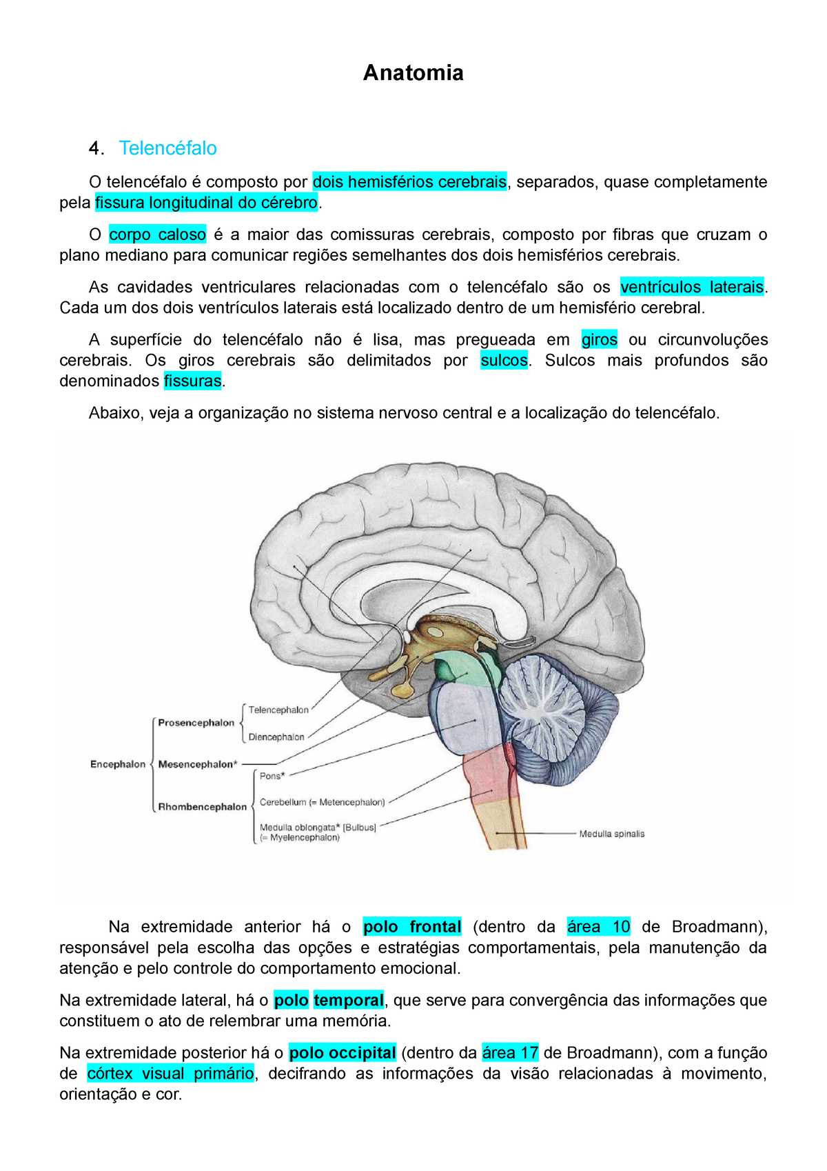 Neuroanatomia Do Telencéfalo E Diencéfalo Anatomia 4 Telencéfalo O