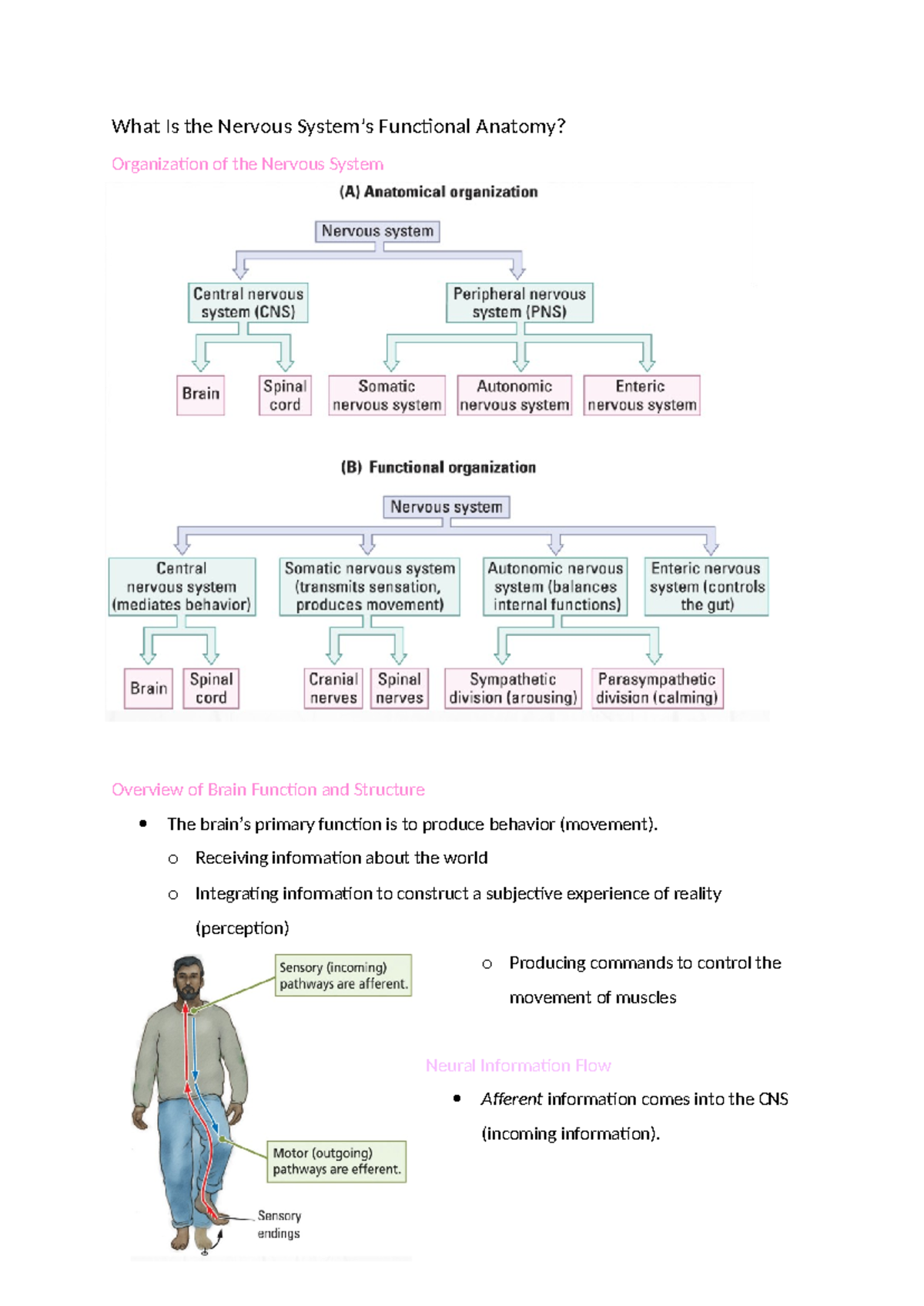 Workshop 2 - What Is the Nervous System’s Functional Anatomy ...