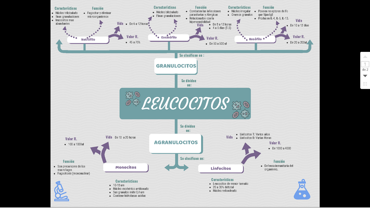 Mapa mental Leucocitos - Características Características ...