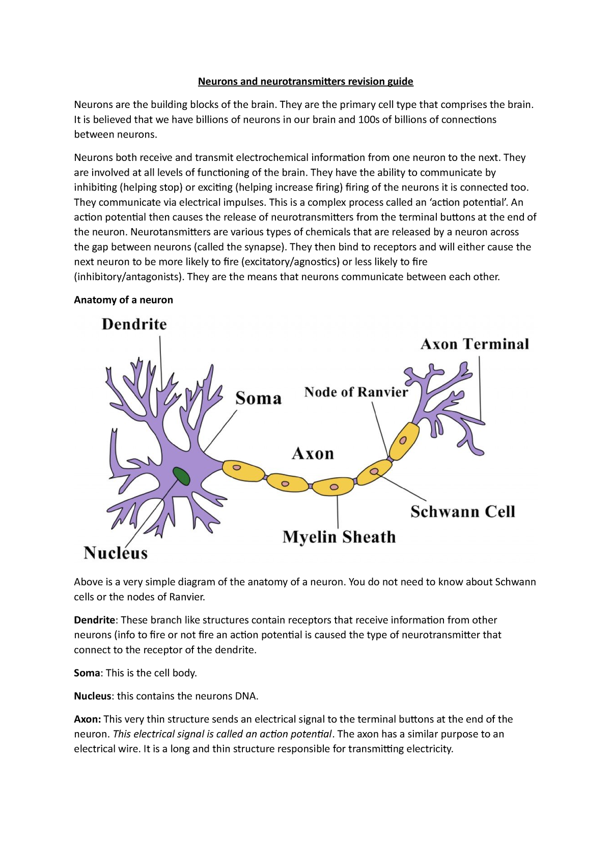 Neurons and neurotransmitters revision guide - They are the primary ...