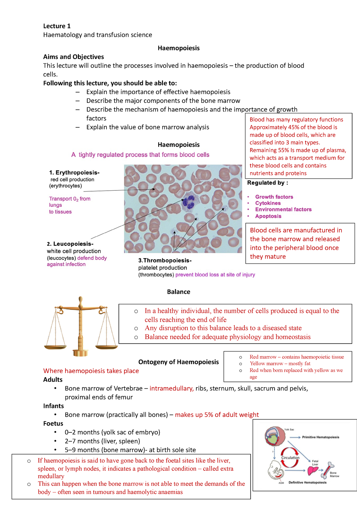 Lecture 1 Haemopoiesis Haematology And Transfusion Science Haemopoiesis Aims And Objectives 5327