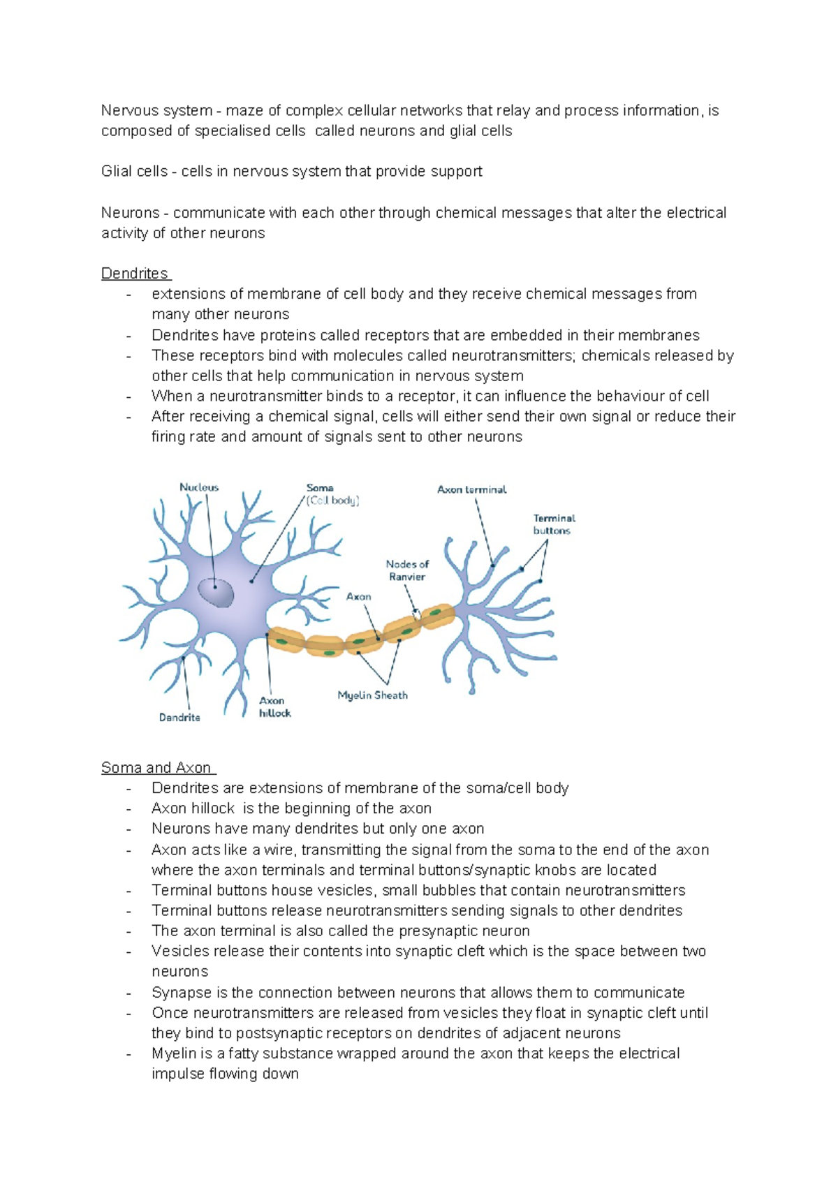 Chapter 3 Lecture Notes - Nervous system - maze of complex cellular ...