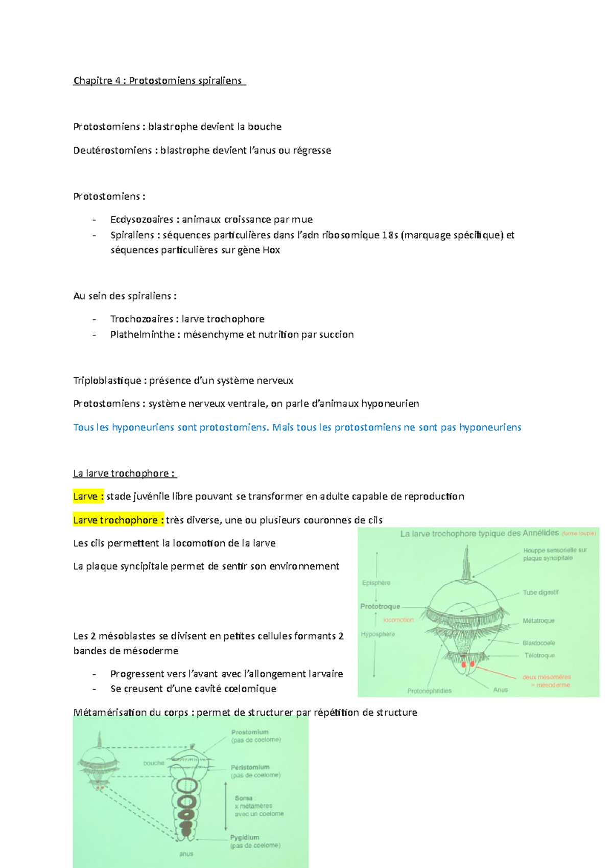 Chapitre 4 - protosomiens spiraliens - Chapitre 4 : Protostomiens ...