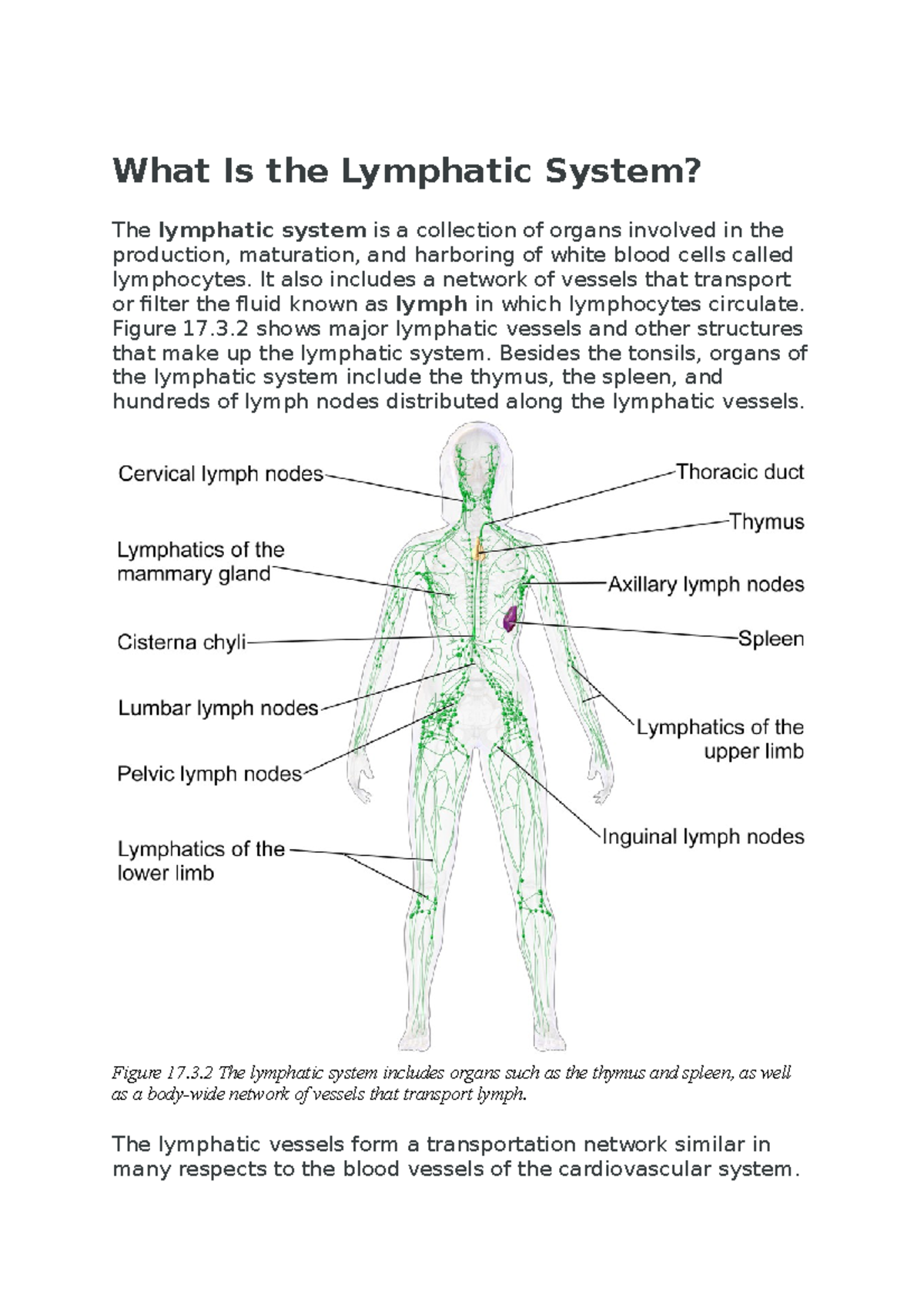 What Is the Lymphatic System - It also includes a network of vessels ...