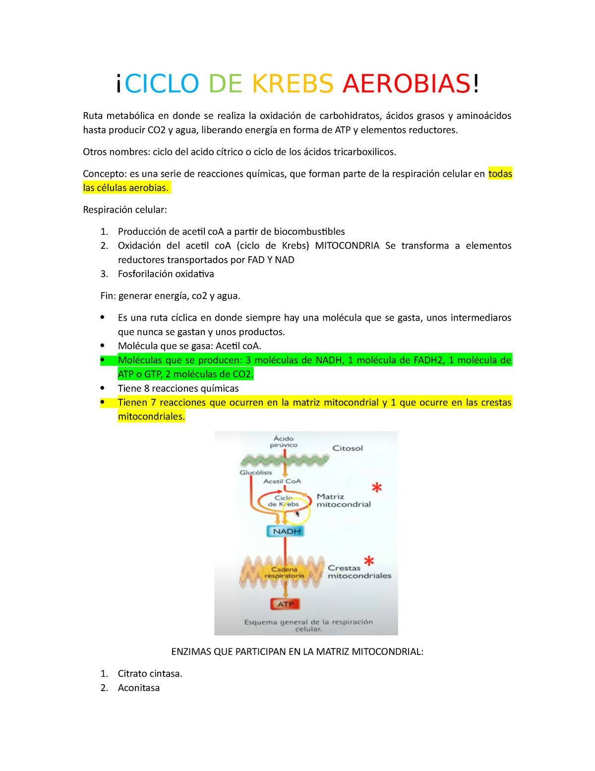 Resumen Y Explicaci N Del Tema Ciclo De Krebs Bioquimica Ue Bosque Studocu