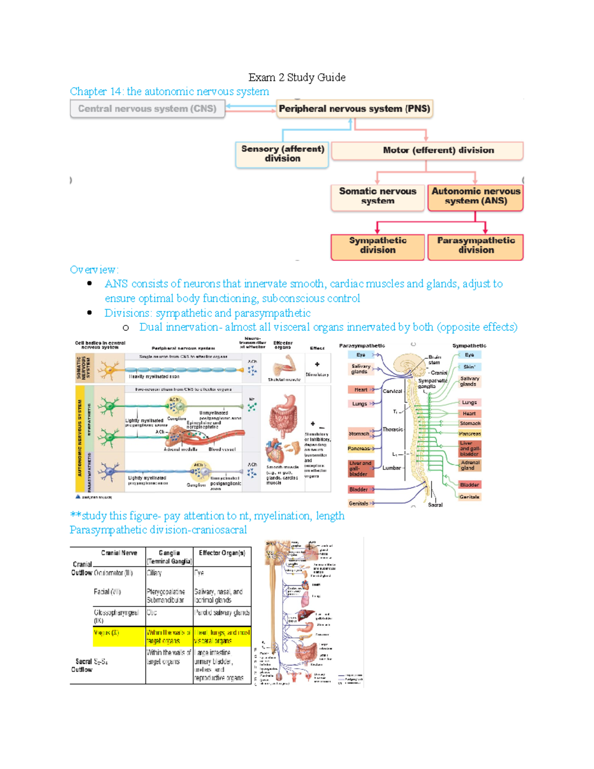 Exam 2 Study Guide - Exam 2 Study Guide Chapter 14: The Autonomic ...