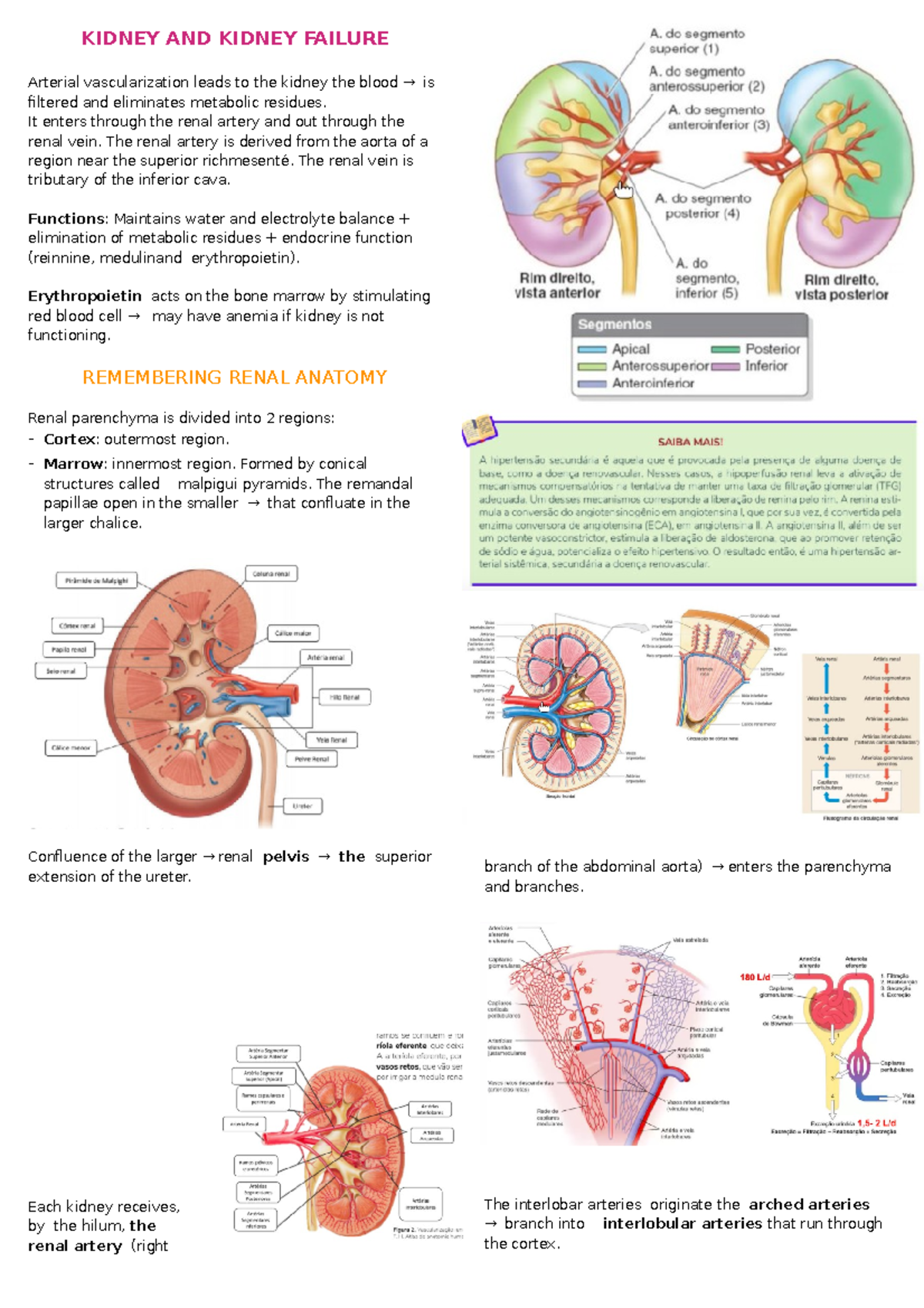 Kidney and kidney failure - KIDNEY AND KIDNEY FAILURE Arterial ...