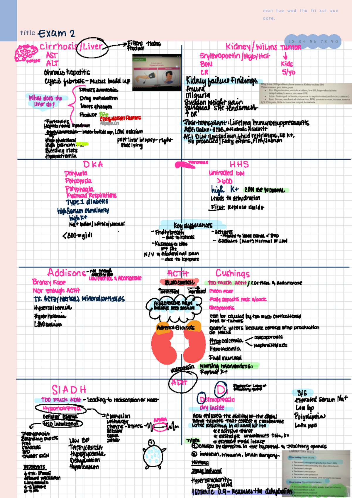 Adult Health 2- exam 2 study guide - t i t le mon tue wed th u f r i s ...