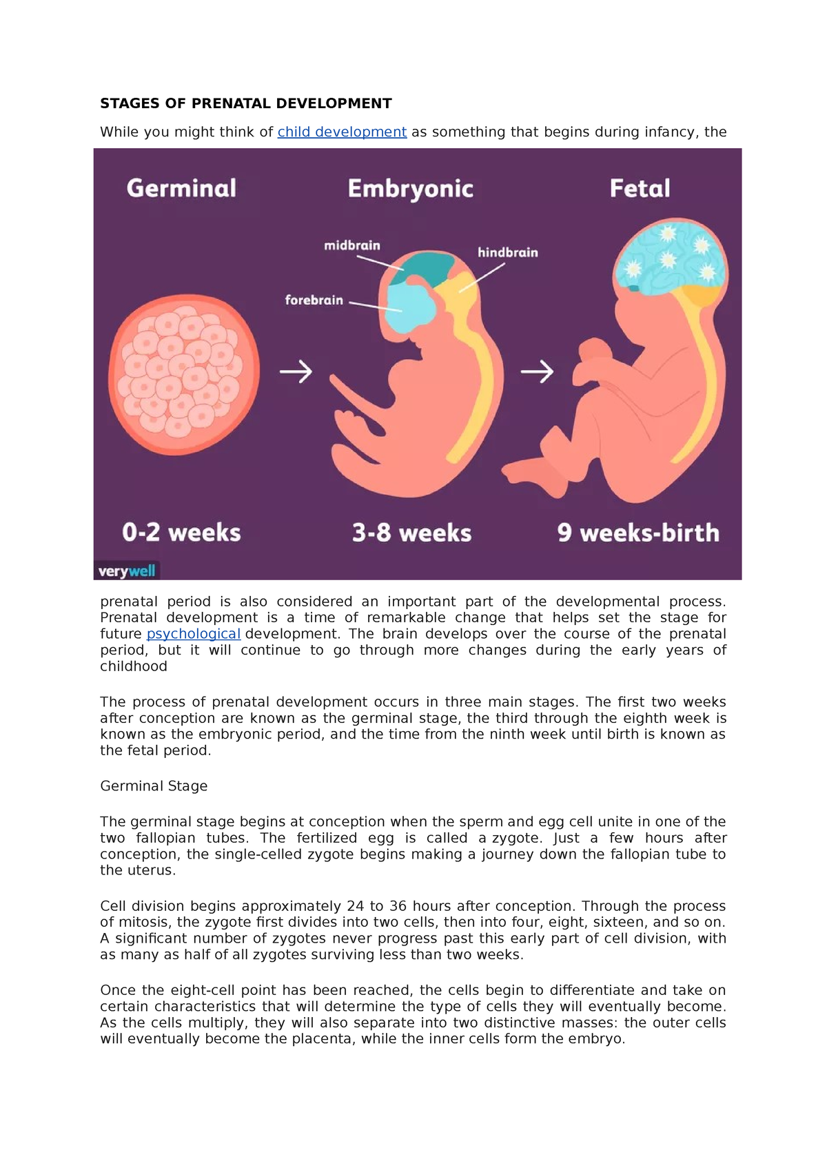 Childprin Midterm Handout - STAGES OF PRENATAL DEVELOPMENT While You ...