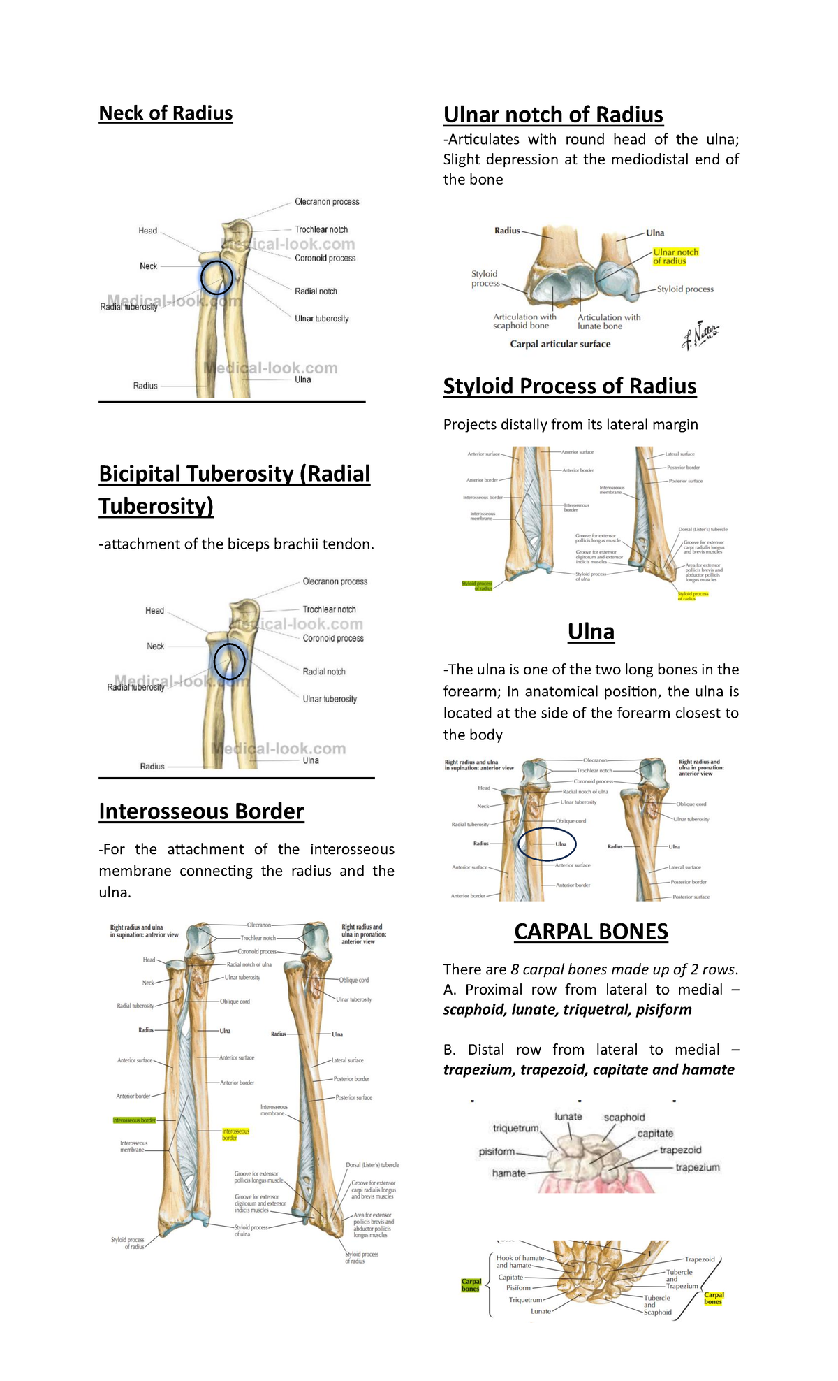 SKELETAL SYSTEM - Neck of Radius Bicipital Tuberosity (Radial ...