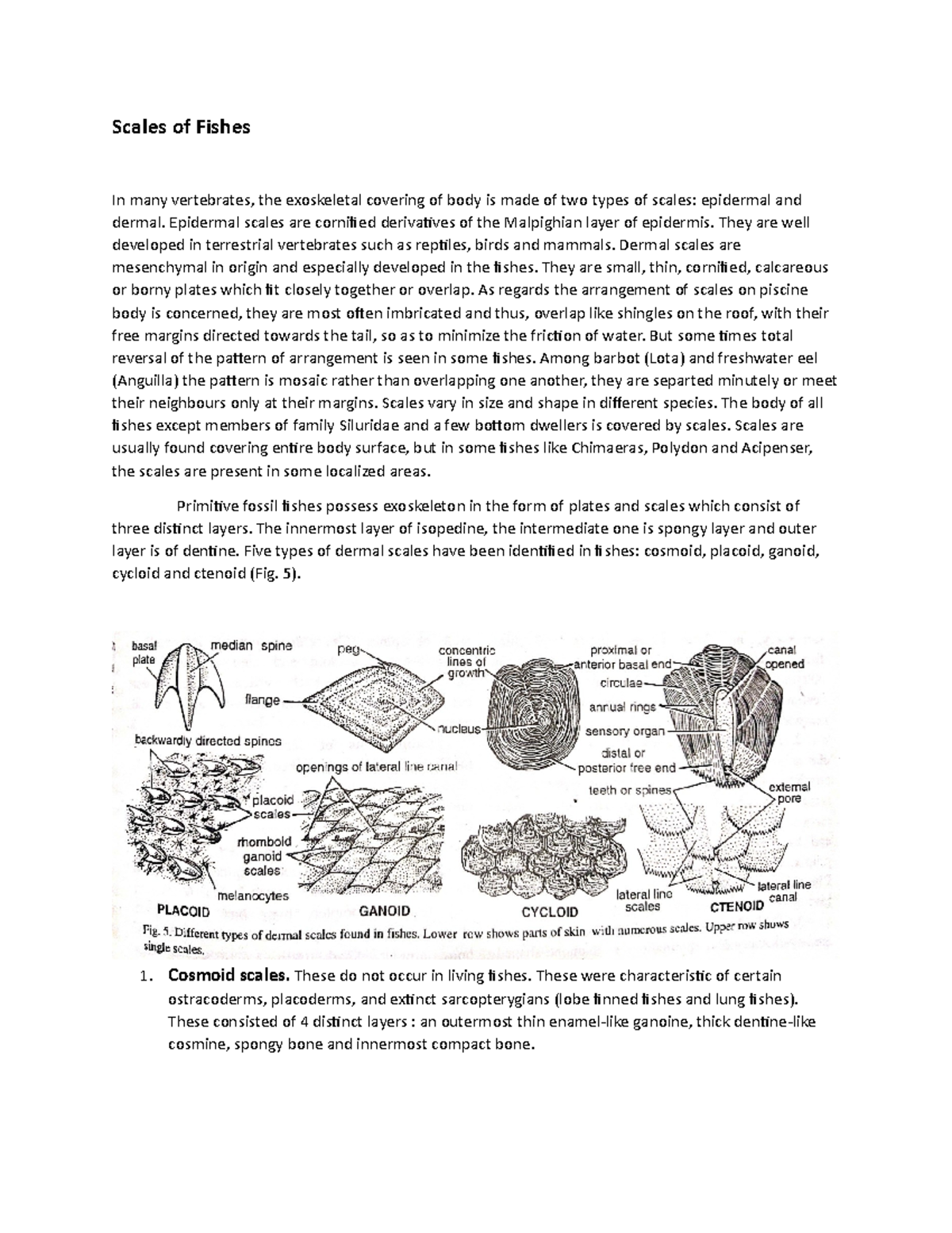 Scales in fishes and modifications Scales of Fishes In many