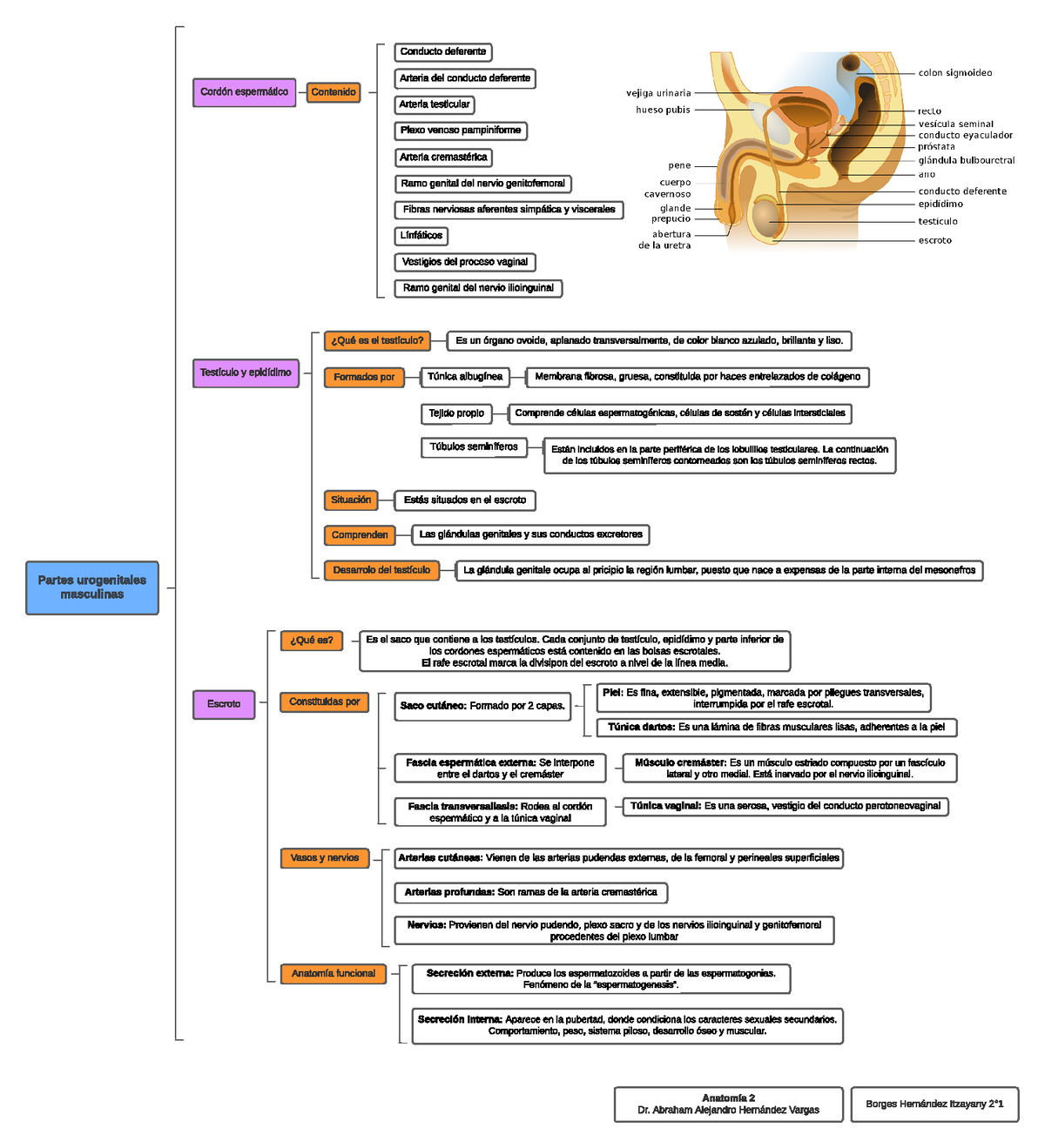 Cordón espermatico - tareas - Partes urogenitales masculinas Cordón ...