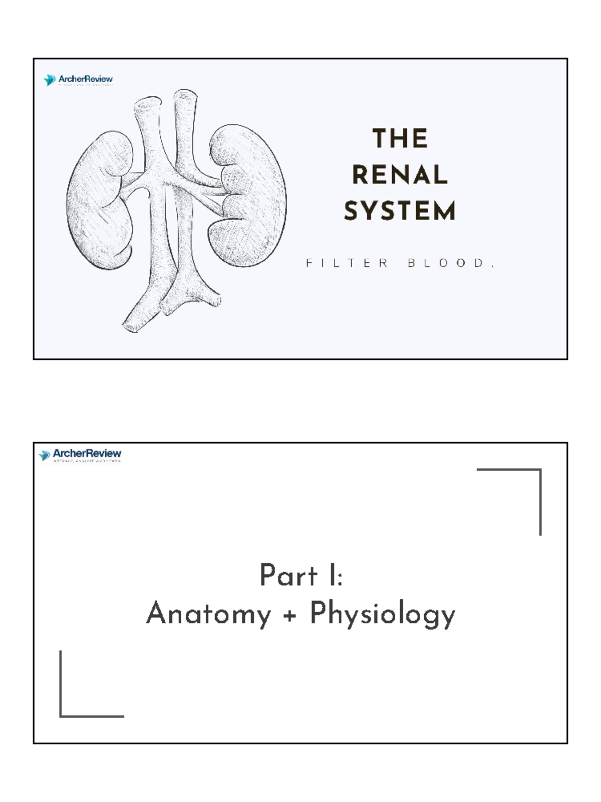 Renal System - Anatomy Notes For Nclex - Renal Part I: Anatomy ...