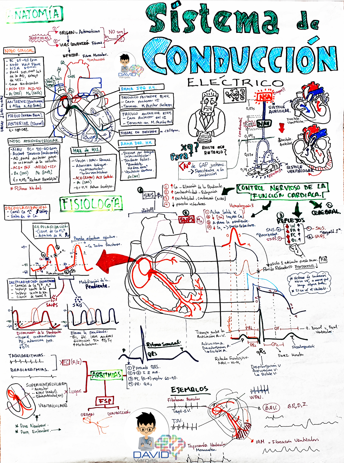 Sistema DE Conduccion Cardiaco David Vargas Esquema PDF Terapia