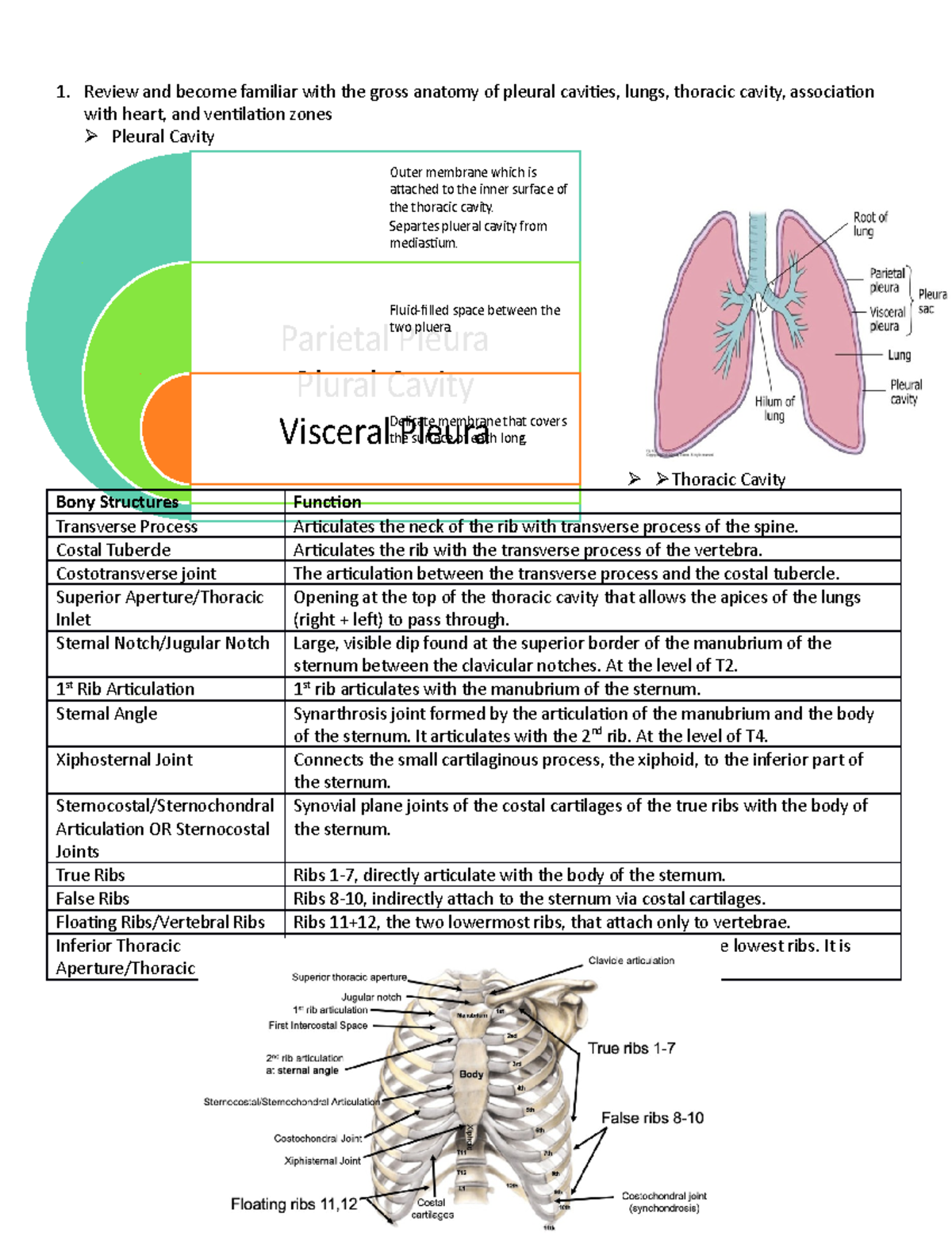 Pulm Physiology Parietal Pleura Plural Cavity Visceral Pleura Outer