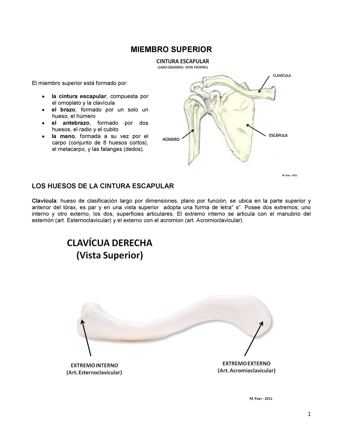 Cintura Escapular Miembro Superior El Miembro Superior Formado Por La Cintura Escapular 9350