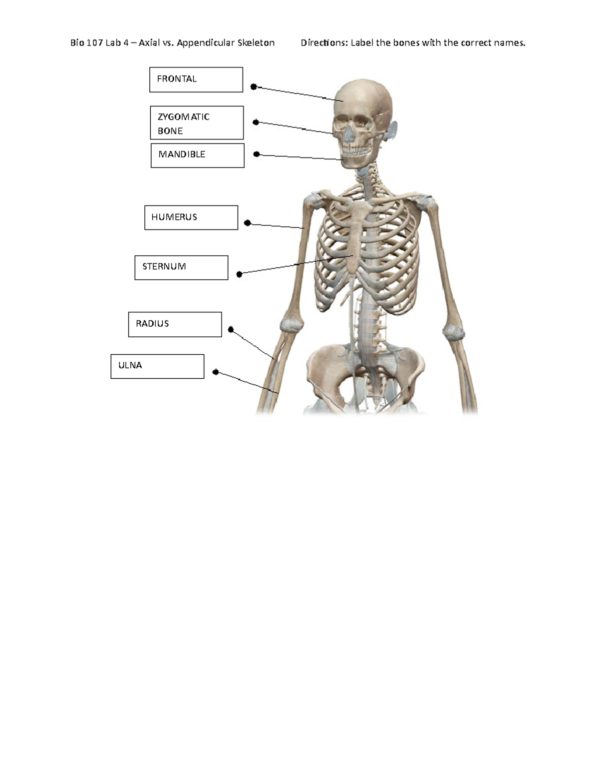 Bio 107 Lab 4 Axial vs. Appendicular Skeleton ZYGOMATIC BONE ULNA