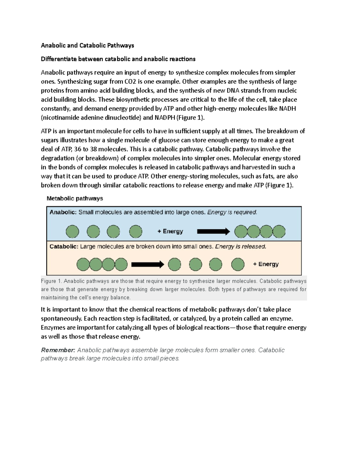 Introduction to carbohydrates - Anabolic and Catabolic Pathways ...