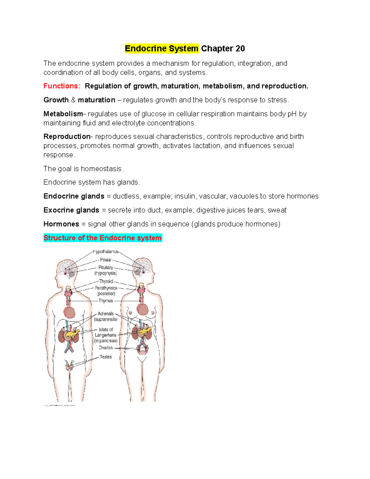 Endocrine System Study Guide - Endocrine System Chapter 20 The ...