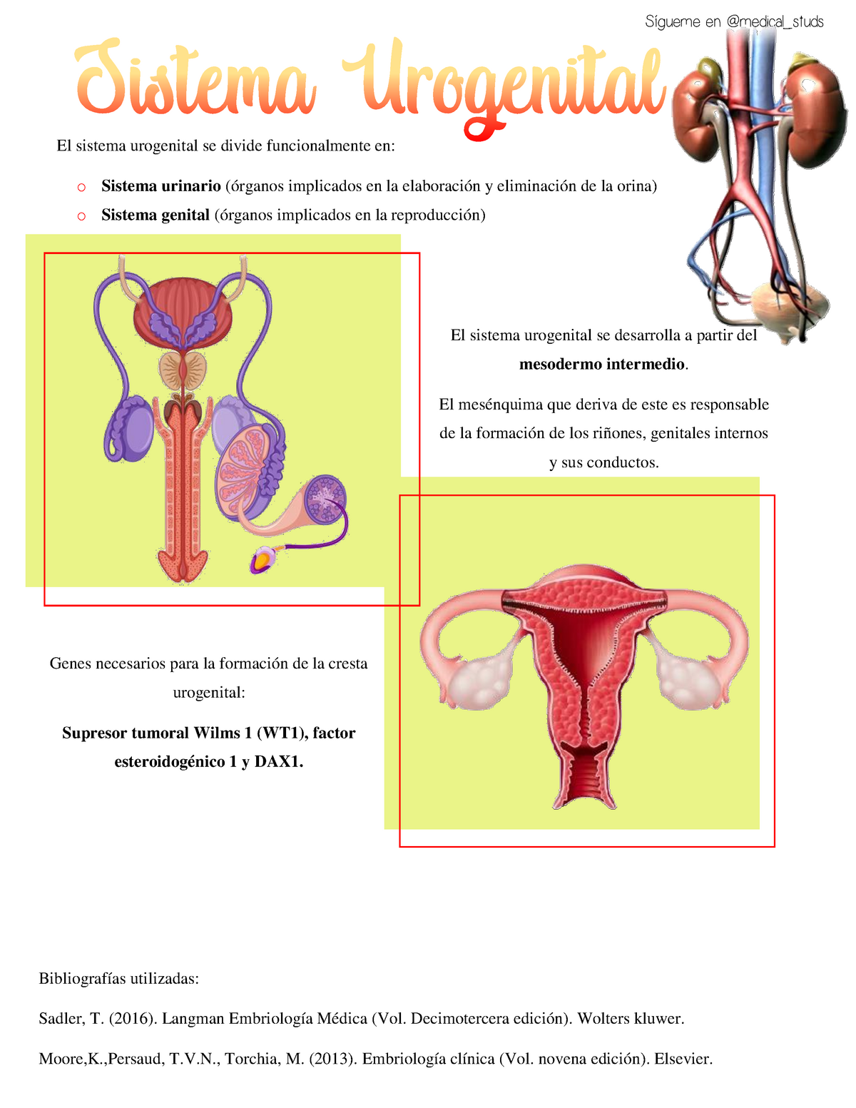 Sistema Urogenital ANATOMIA Warning TT Undefined Function El Sistema Urogenital Se