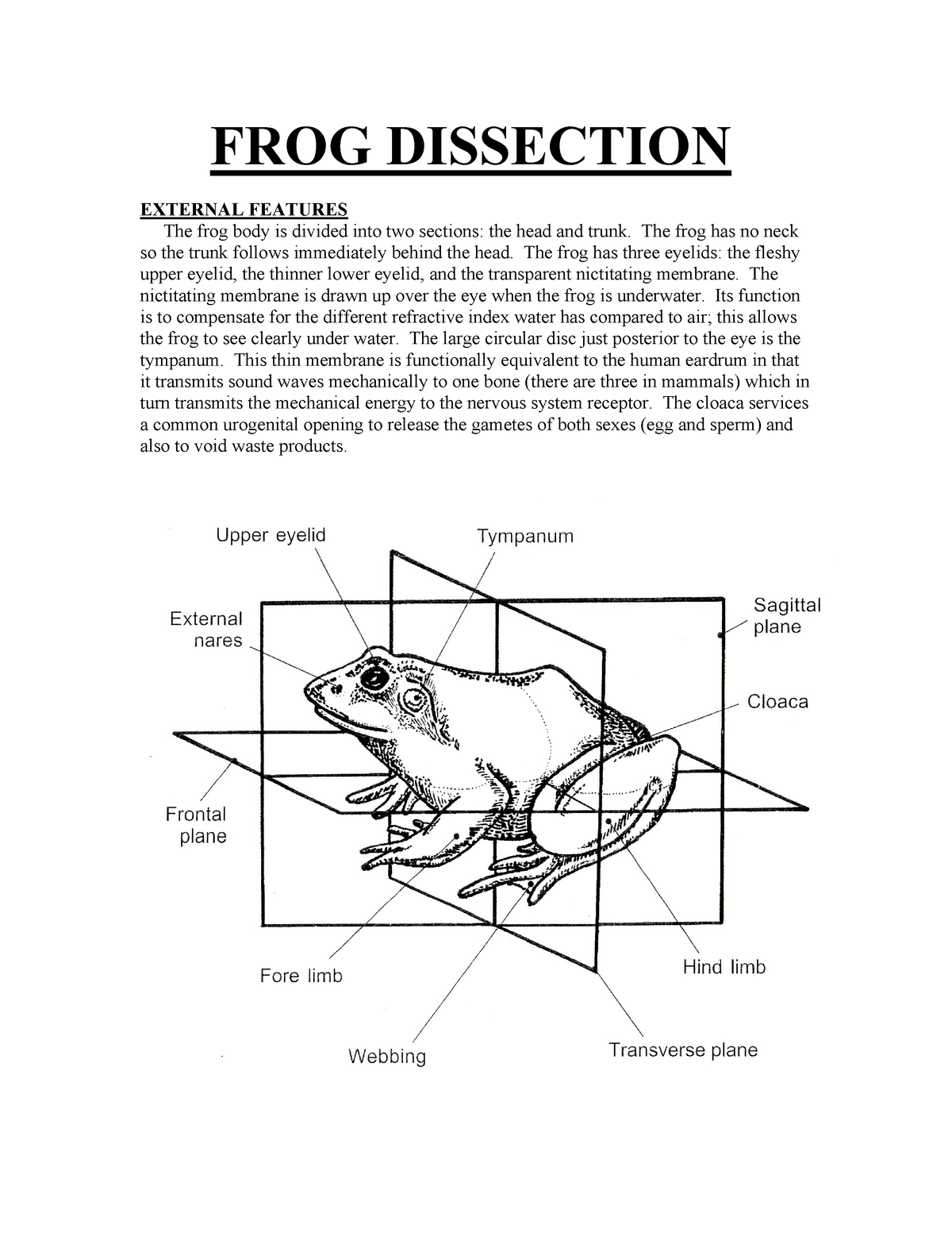 Frog dissection ajkdf jkasdf jkdfsl jkd - FROG DISSECTION EXTERNAL ...