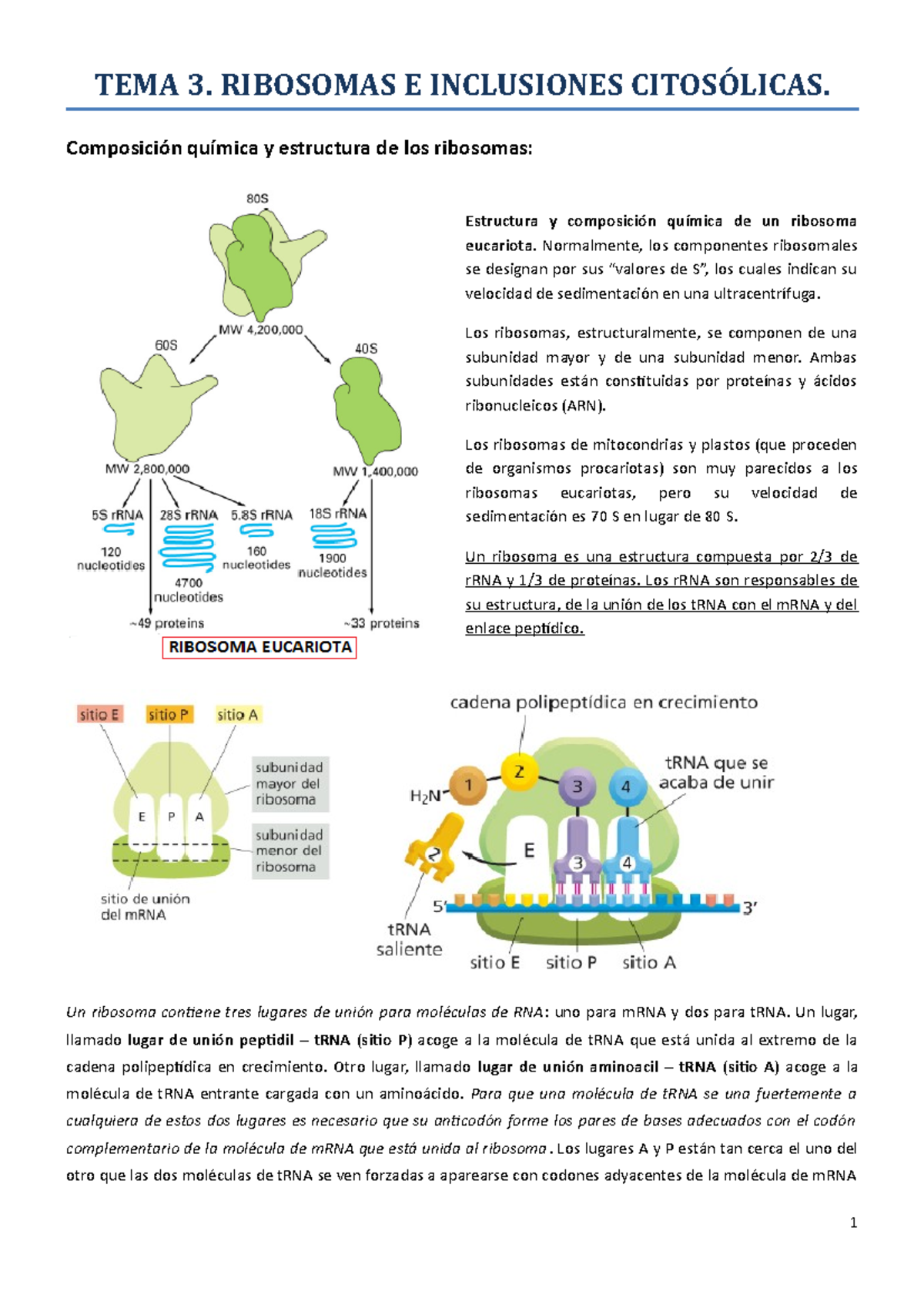 Tema 3 - 5 Inclusive. Biolog°a Celular I - TEMA 3. RIBOSOMAS E ...