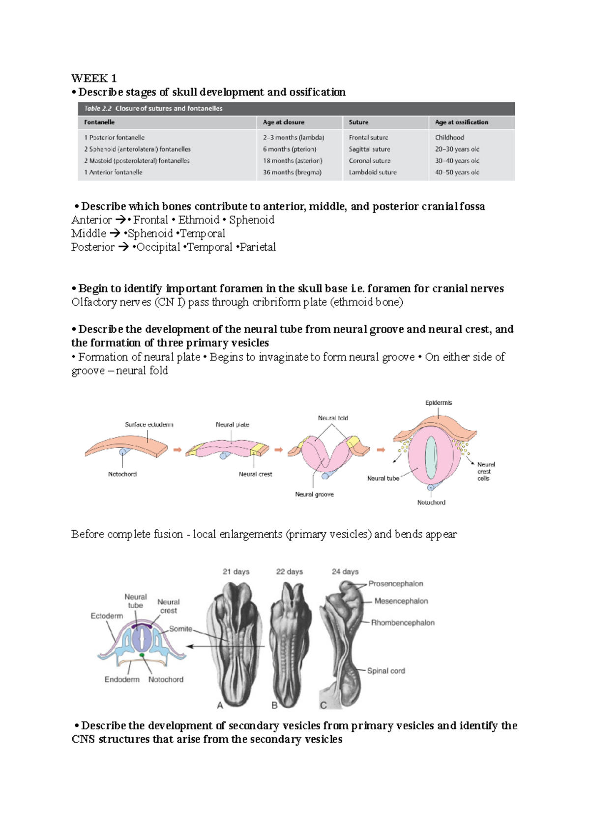 Anatomy exam prep - Lecture notes - WEEK 1 - Describe stages of skull ...