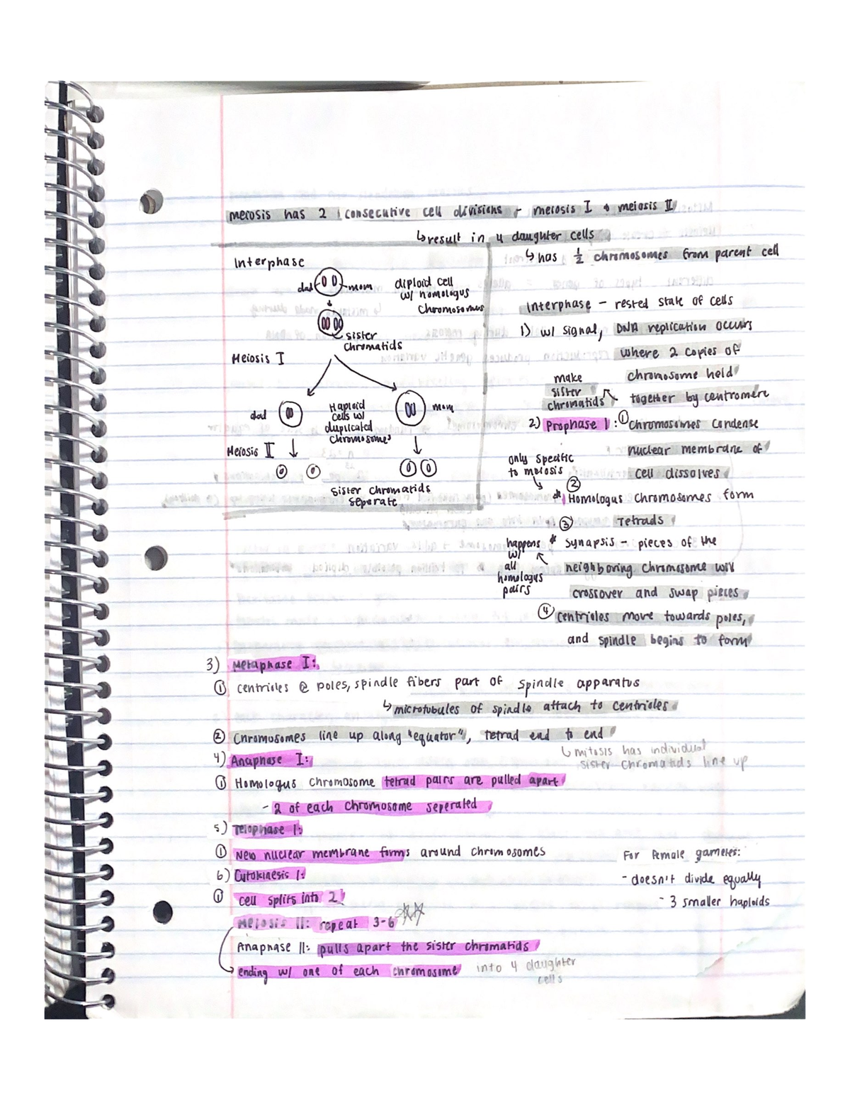 Intro To Genetics - Studocu