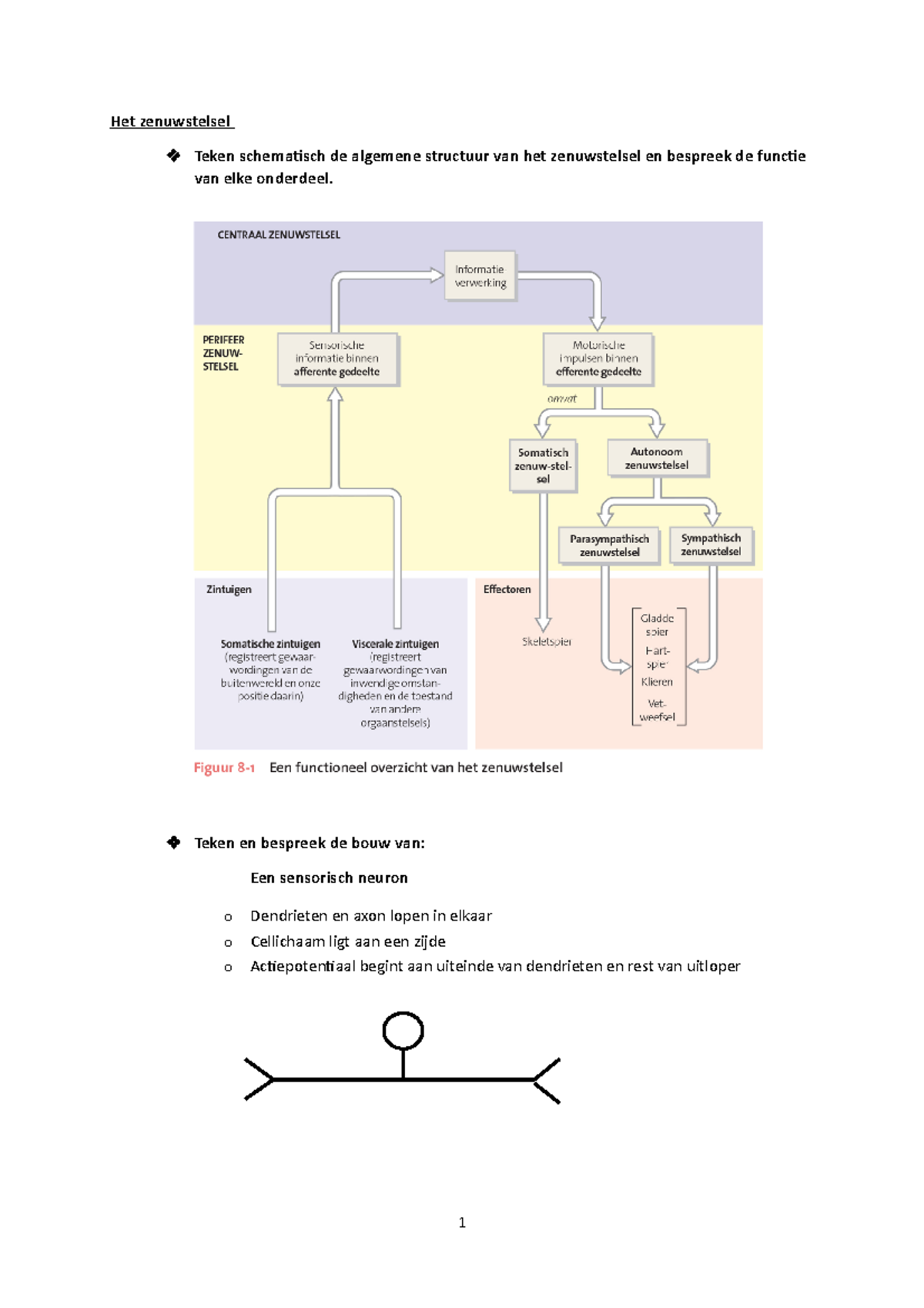 8 Het Zenuwstelsel - Samenvatting - Het Zenuwstelsel Teken Schematisch ...