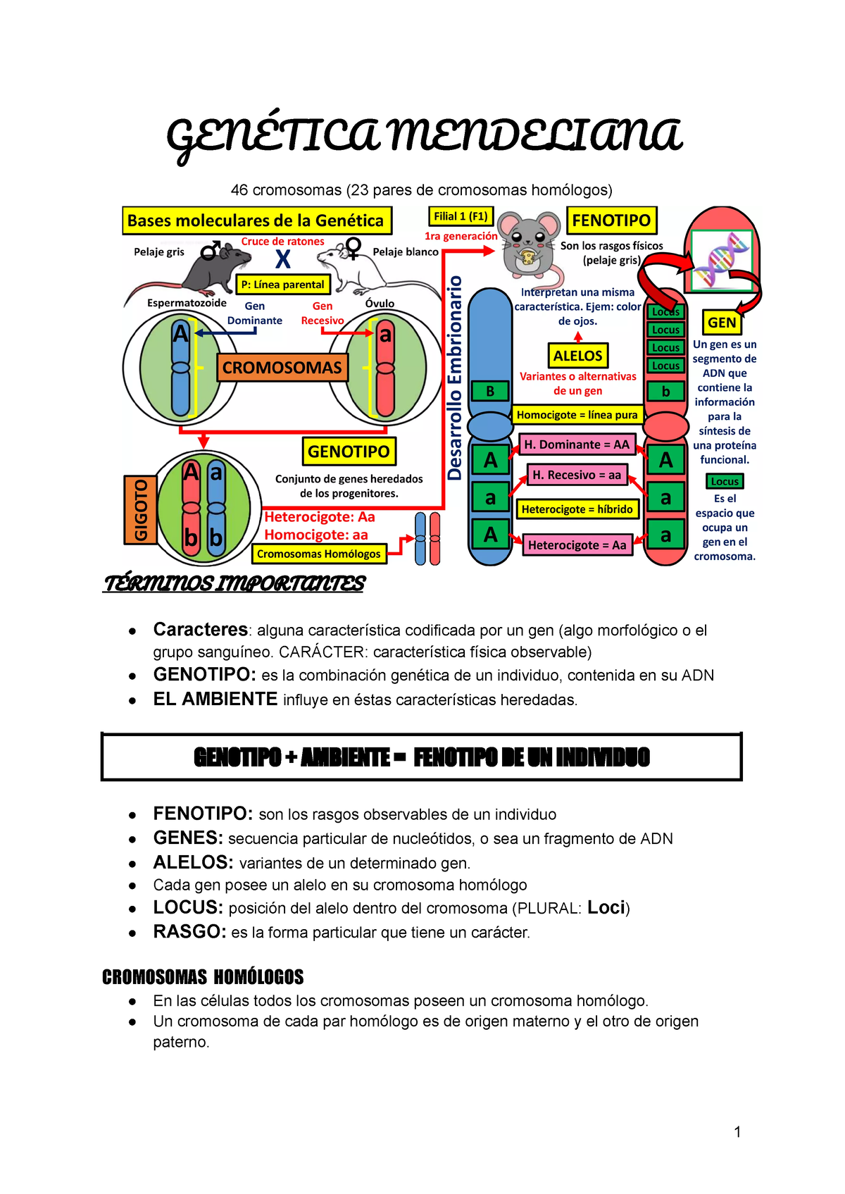 Genética Mendeliana - Apunte Para Repasar Conceptos - GENÉTICA ...