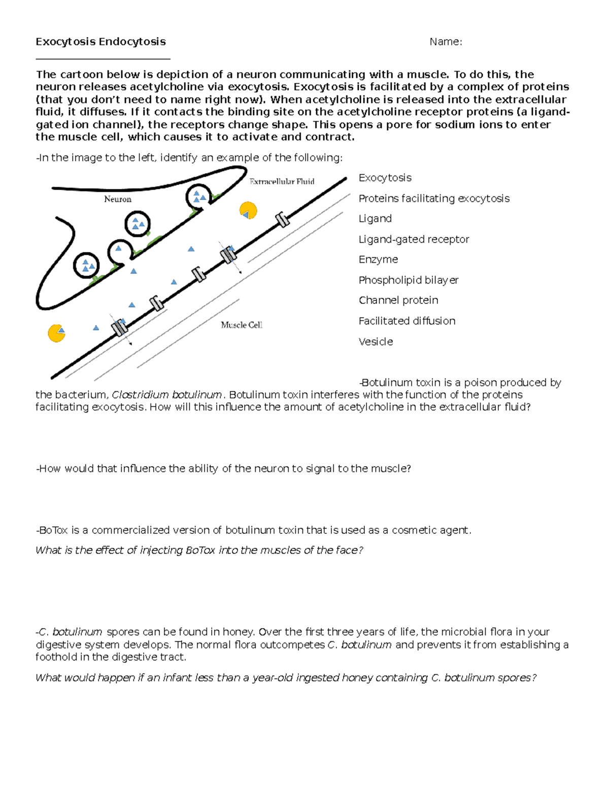 Endo Exocytosis Poisons - Exocytosis Endocytosis Name: The cartoon ...