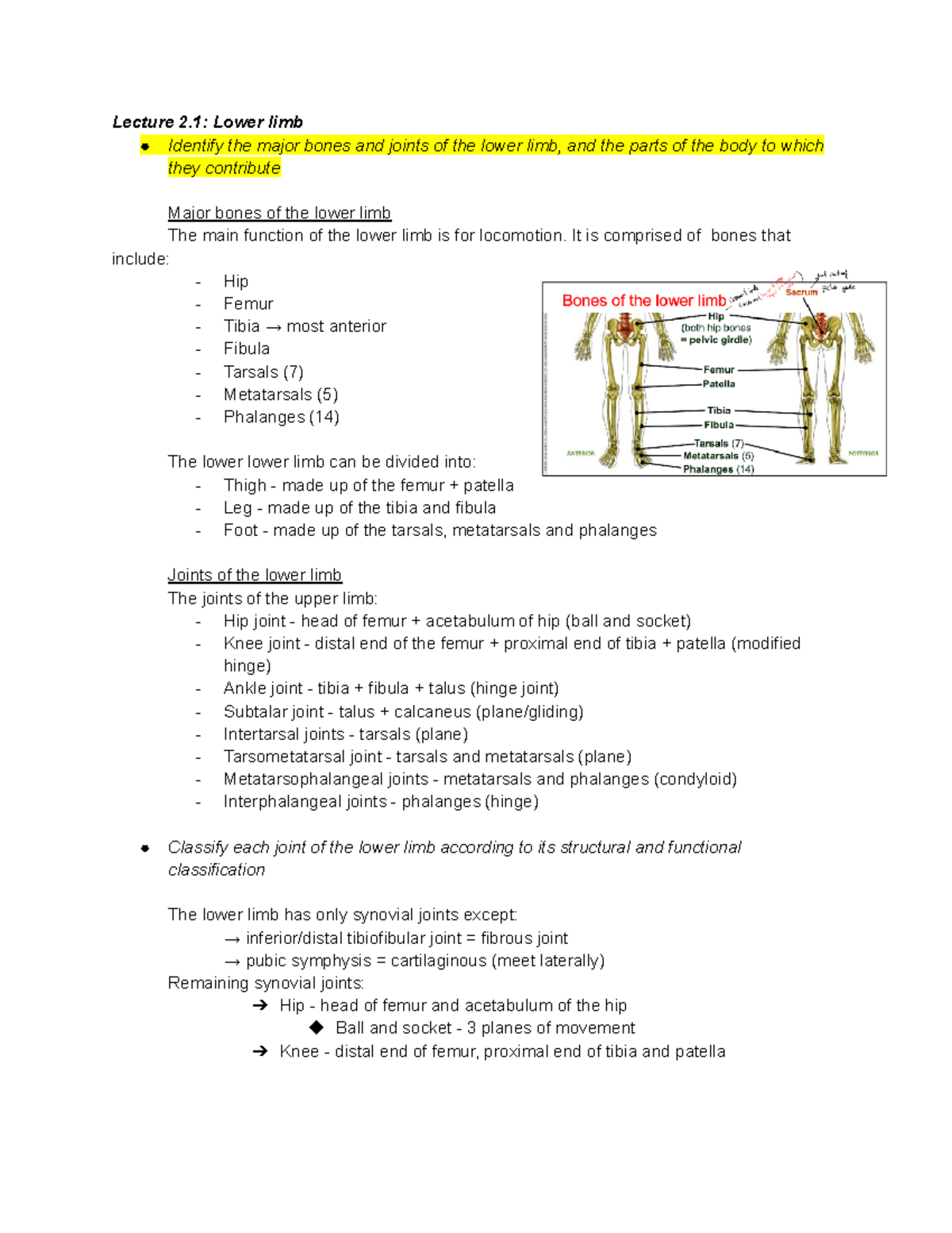 Lecture 2 lower limb anatomy - Lecture 2: Lower limb Identify the major ...