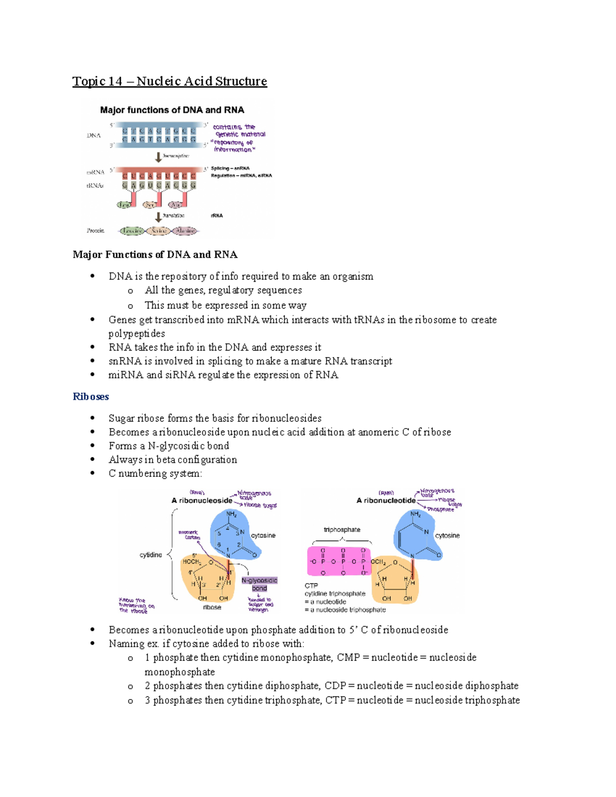 Unit C nucleic acids lecture notes for unit C Topic 14 Nucleic